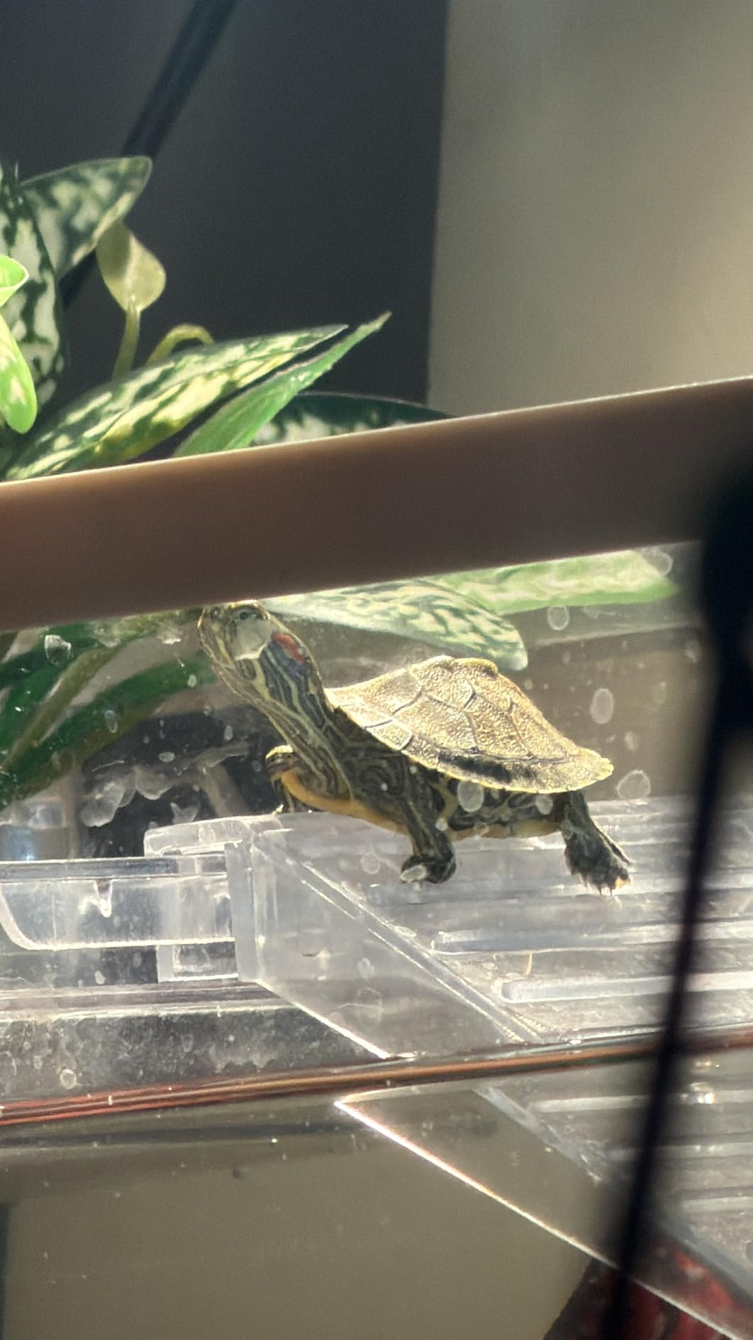 GOZILLA Aquatic Turtle Tank Kit+Lamp+Filter, Upgrade PC Turtle Tank Starter Kit with Adjustable Lamp & Filter,Reptile Habitat with Lid,Hanging Platform for Small Reptiles.(15.75x7.9x9''/White Kit) customer photo 1
