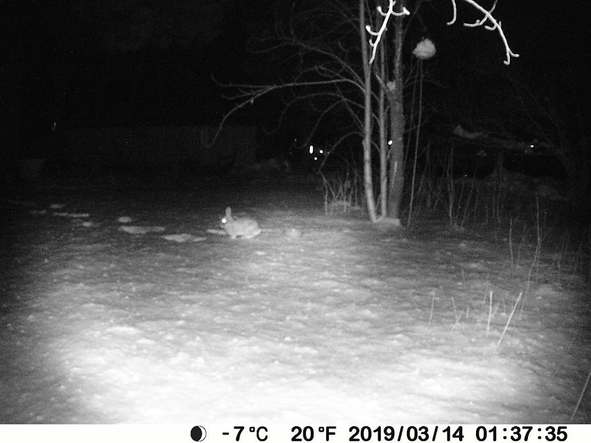 Meidase P100 WiFi Trail Camera (Non-Cellular), Bluetooth, 64MP 1296p HD Video, 0.1s Fast Trigger, 100ft No-Glow Night Vision, Motion Activated, IP66 Waterproof, Hunting, Wildlife & Yard Game Camera customer photo 1