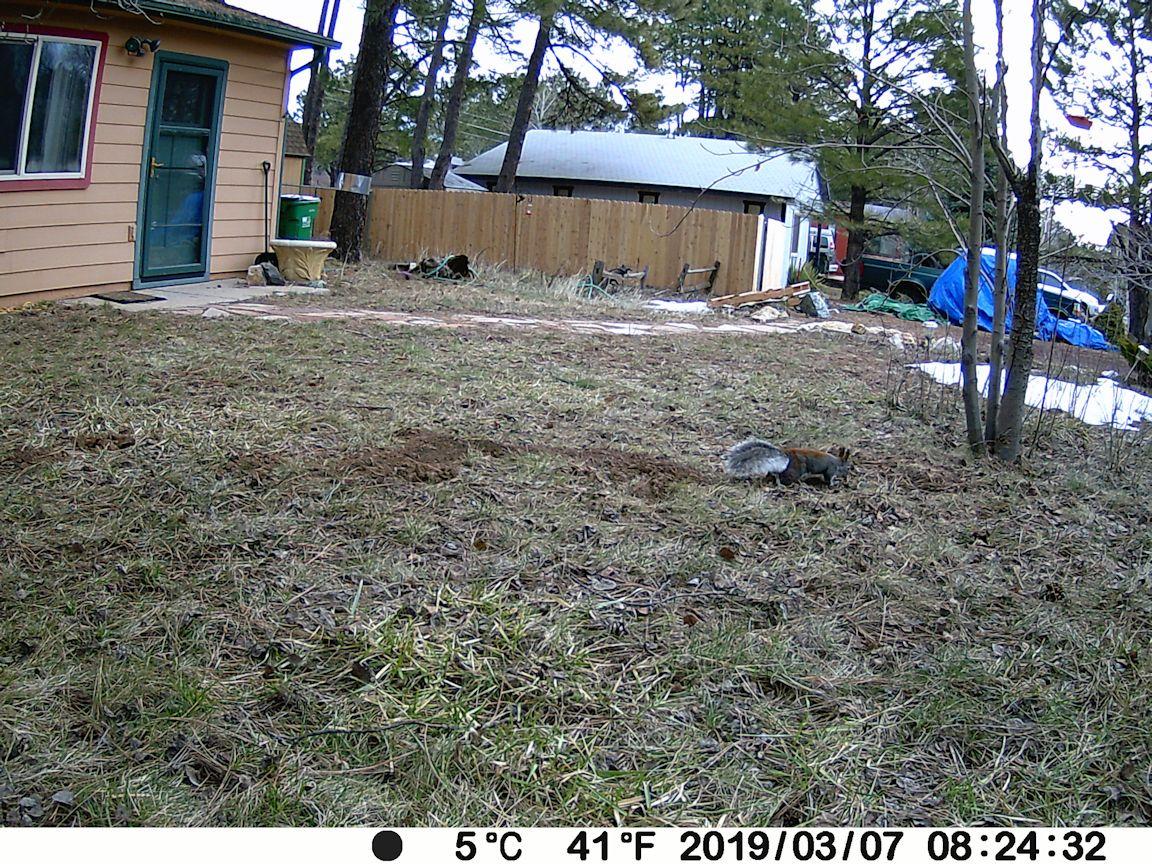 Meidase P100 WiFi Trail Camera (Non-Cellular), Bluetooth, 64MP 1296p HD Video, 0.1s Fast Trigger, 100ft No-Glow Night Vision, Motion Activated, IP66 Waterproof, Hunting, Wildlife & Yard Game Camera customer photo 2