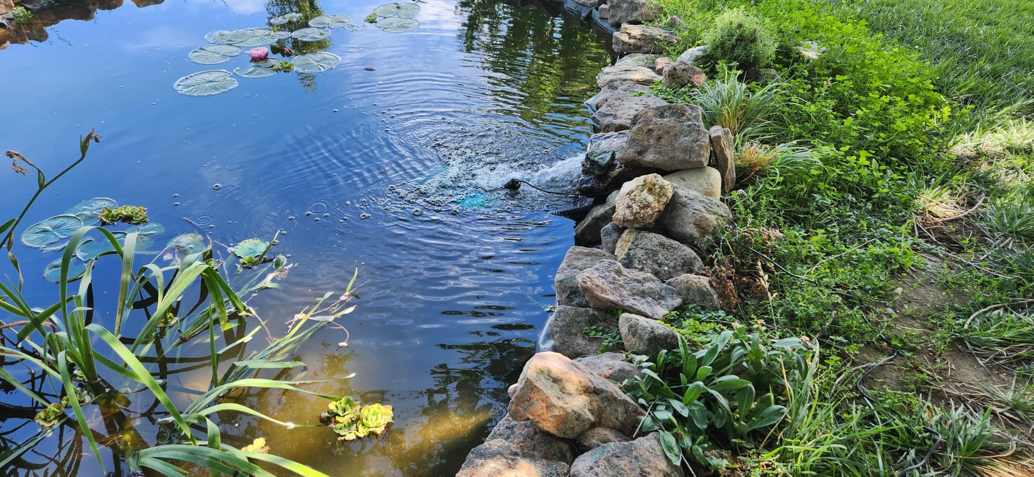 ZETAWALE Pond UV Light for Fish Tank UV Pond Water Clarifier for 100-3000 Gallon (42W) customer photo 1