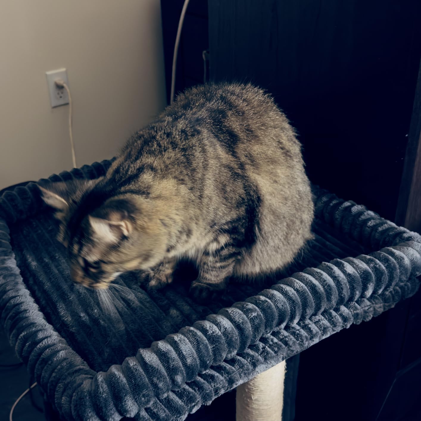 Cat Tree for Large Cat, 20.9 * 15.7in Large Perch Bed for Adult Cats, 22.8in Cat Tower with Scratching Post, Cat Condo with 2-Door for Indoor Cats, Dark Gray customer photo 1