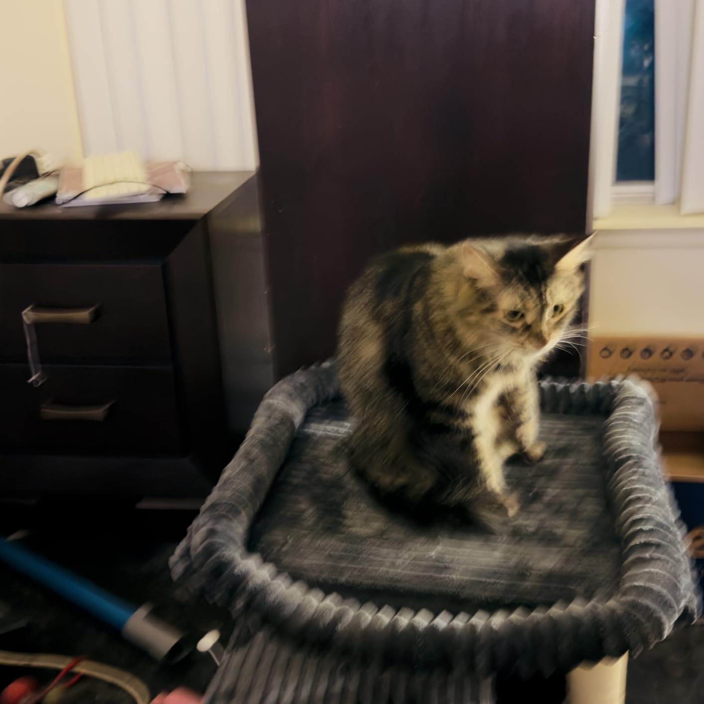 Cat Tree for Large Cat, 20.9 * 15.7in Large Perch Bed for Adult Cats, 22.8in Cat Tower with Scratching Post, Cat Condo with 2-Door for Indoor Cats, Dark Gray customer photo 2