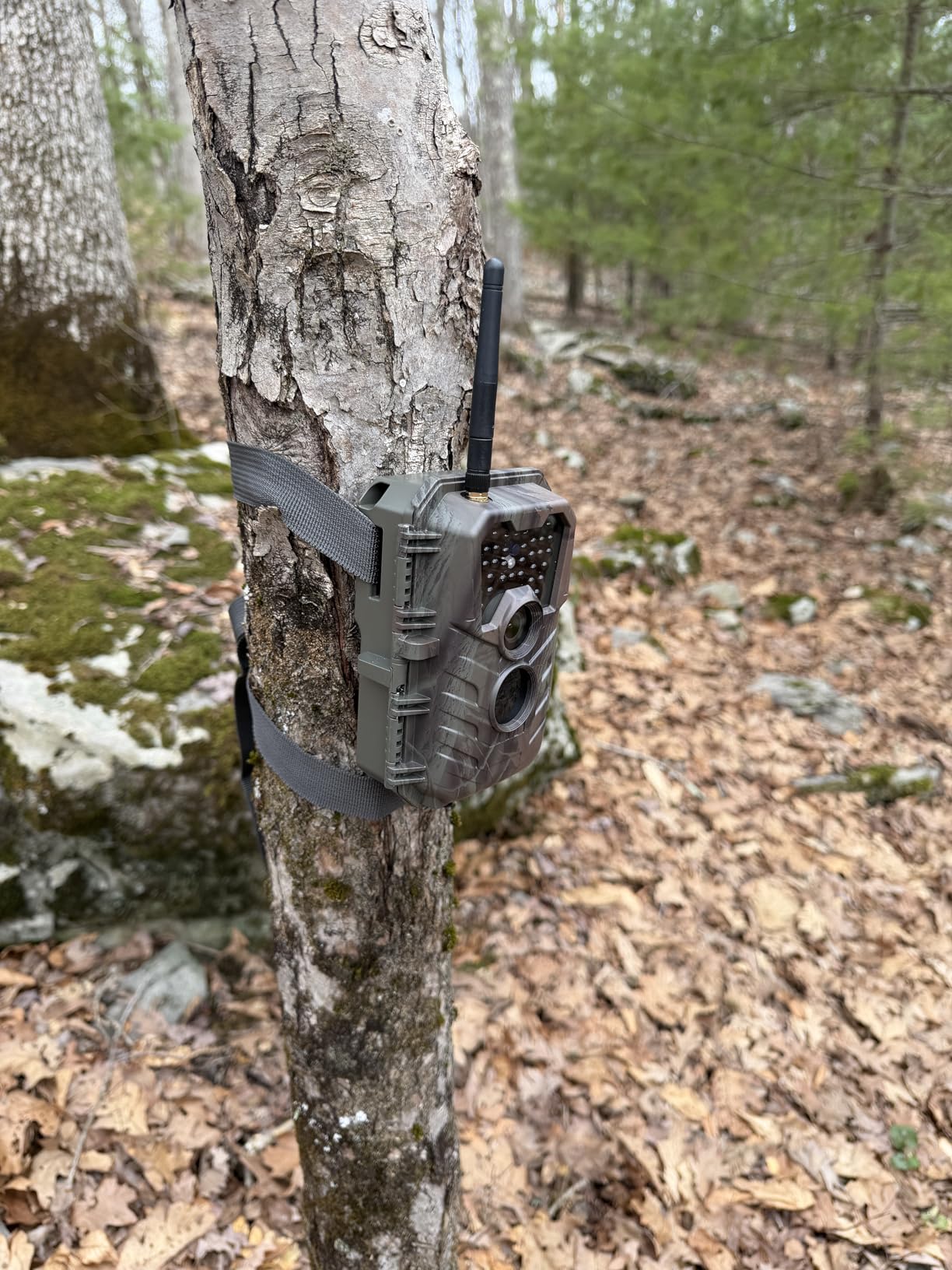 Meidase P90 Pro WiFi Trail Camera (Non-Cellular), 64MP 1296p HD Video, No-Glow Night Vision, Bluetooth App Control, Motion Activated, IP66 Waterproof Game Camera for Wildlife & Backyard Monitoring customer photo 1