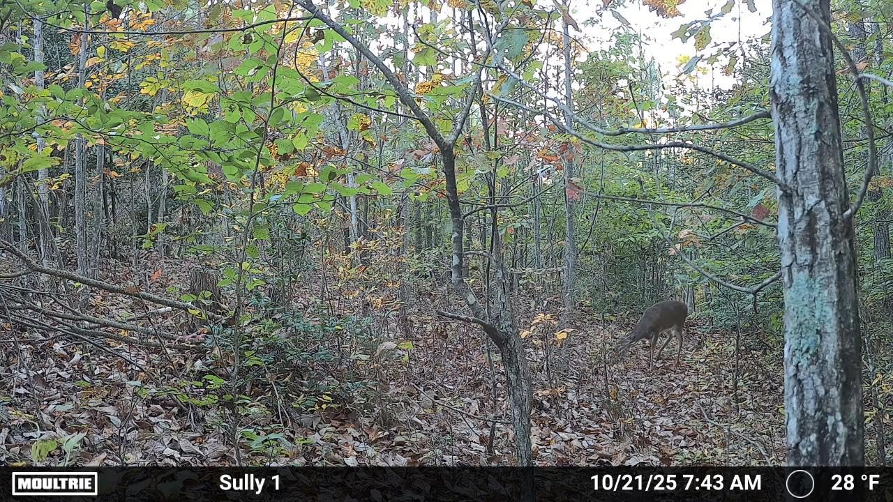 Moultrie Edge 3 Cellular Trail Camera - 40MP HD Photo Capture - 1080p Low-Glow Flash - GPS - Multi-Carrier Auto-Connect - Built-in Memory - 0.5s Trigger Speed - AI Buck Detection customer photo 2