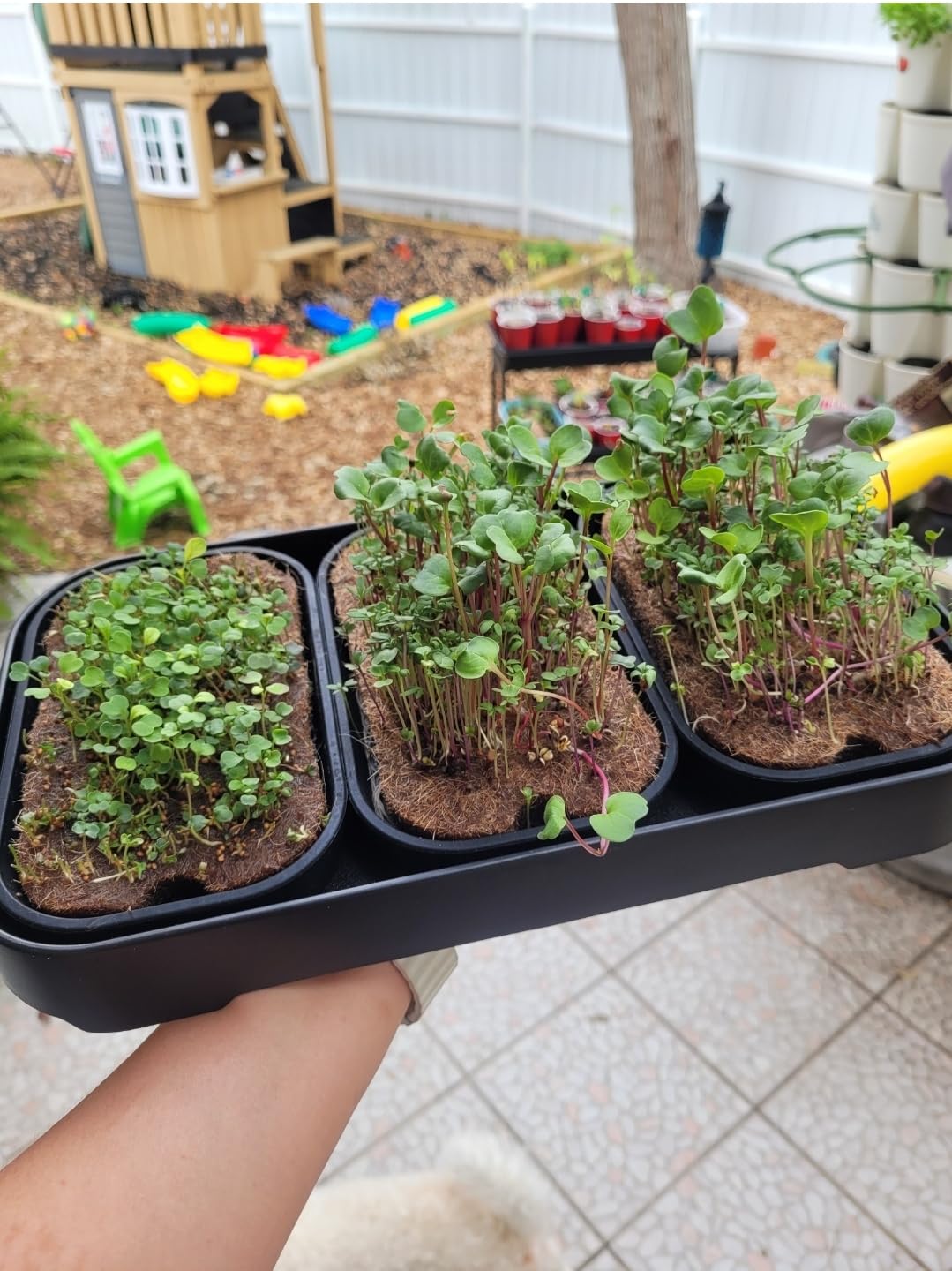 Microgreens Growing Kit Indoor, Micro Greens Indoor Herb Garden Kit with LED Light, 3 Microgreens Growing Trays, 6 Jute Mats - Indoor Grow Kit & Herb Growing Kit (No Seeds) customer photo 1