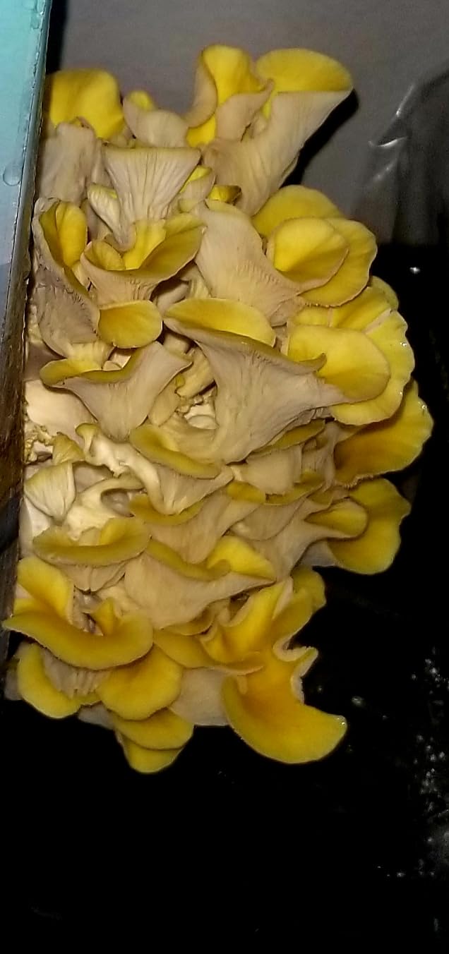 USA Organic 4lbs Lions Mane Mushroom Growing Kit, Double-Side Mushroom Grow Kit Indoor, Harvest Gourmet Mushrooms in 10 Days, Top Gardening Gift, Holiday Gift customer photo 2
