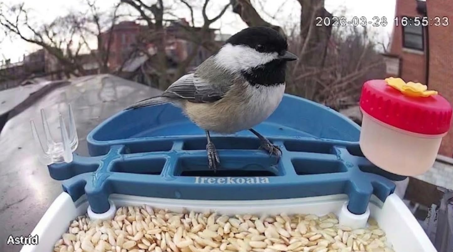 Bird Feeder with Camera, 4K UHD AI Video Bird Feeder Camera, Solar Powered Smart Bird Feeder with Camera for Outside, Instant Arrival Alerts, 3-in-1 Design, Ideal Gifts for Bird Lovers, Blue customer photo 2