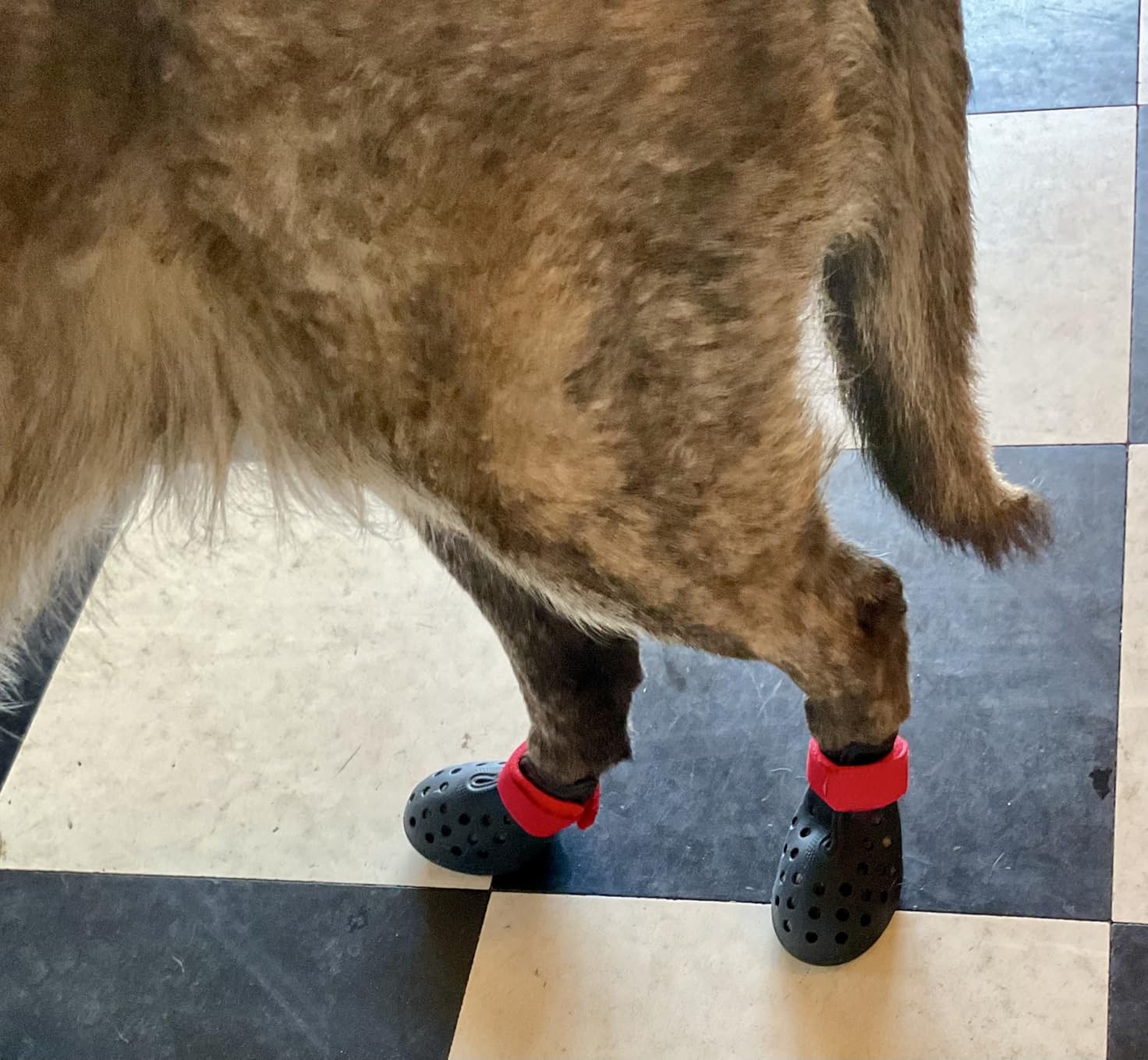 Dog Shoes for Hot Pavement - Comfortable Paw Protection for Medium & Large Dogs, Adjustable Strap & Non-Slip, Easy-Clean, Outdoor Sports Boots, Dog Booties for Summer Rain (Green, M) customer photo 2