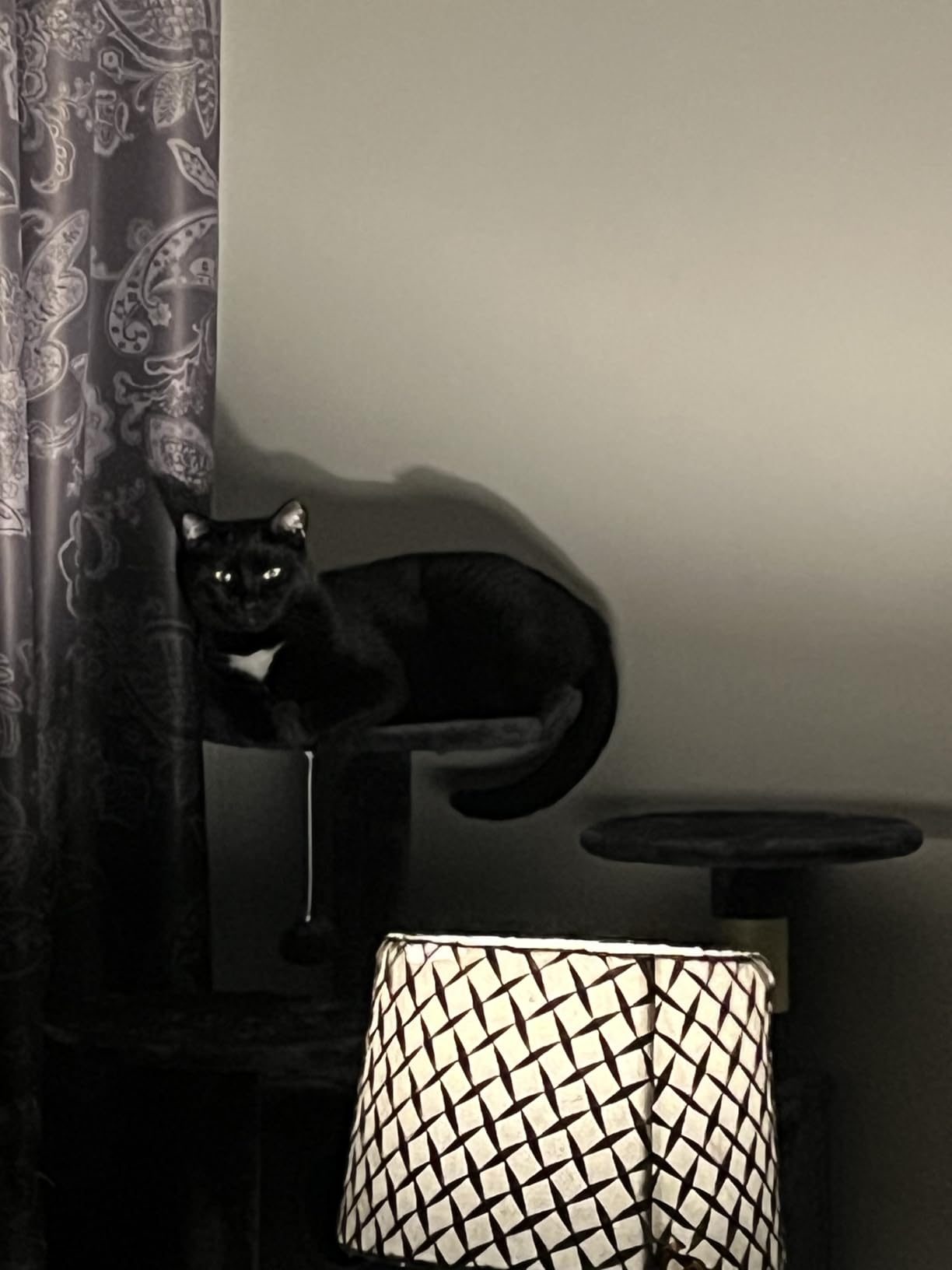 DUMOS 70-inch Indoor Cat Tree Tower -Multi-Level Pet House for Large Cats with 2 Condos, Scratching Posts, Round Platform, Small Ladder, and Toys, Grey customer photo 2