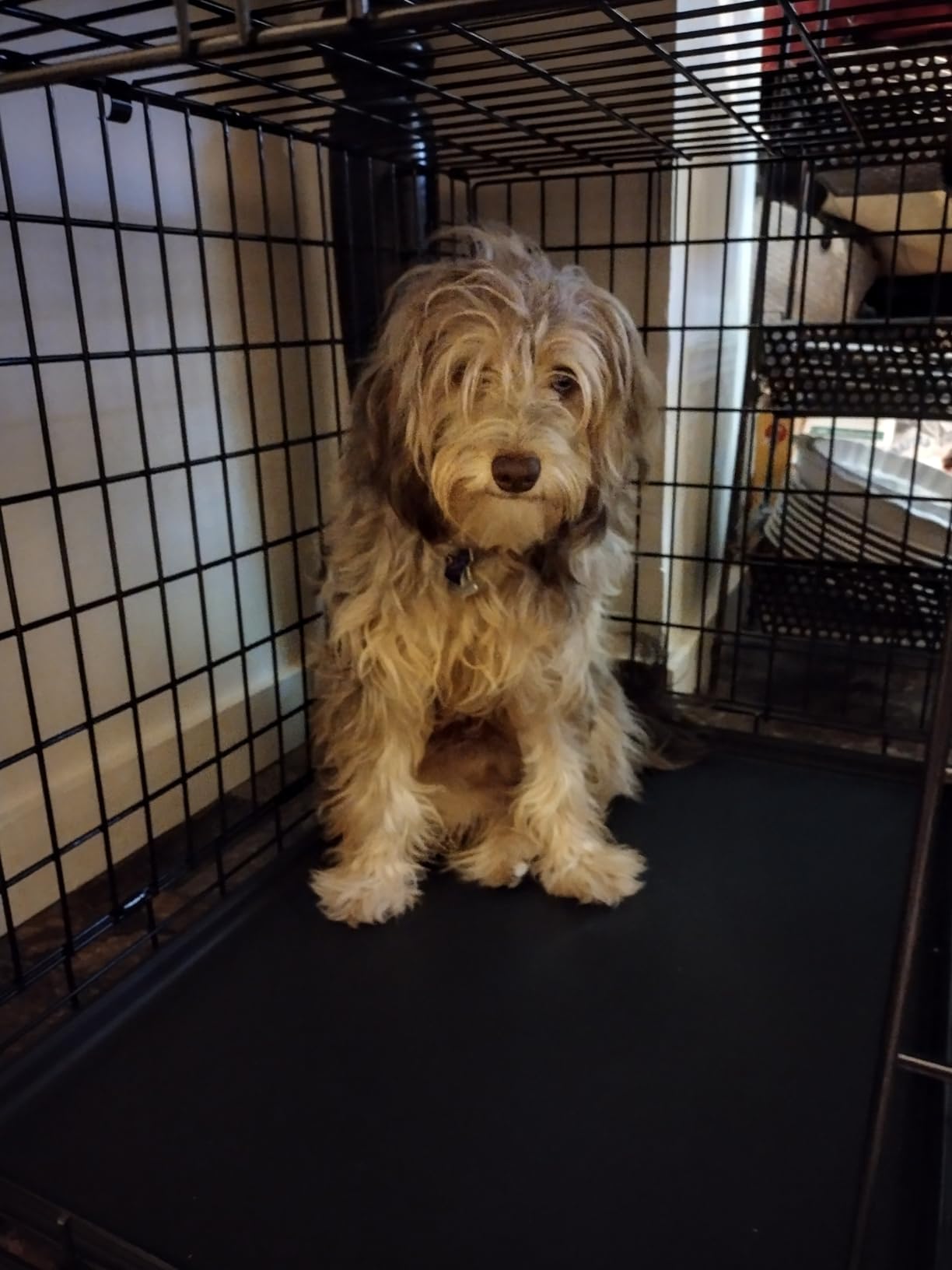 MidWest Homes for Pets Ultima Pro Heavy-Duty 36-Inch Dog Crate, Ultra-Strong Steel Double Door Pet Cage for Medium to Large Breeds, Accessories Included customer photo 2