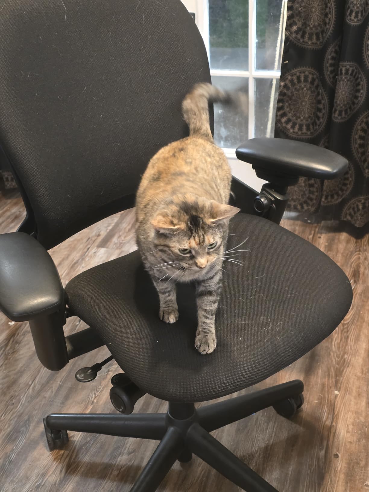Steelcase Leap Office Chair - Seven Points of Adjustability - Ergonomic Back Support Chair - Lumbar Support - 4D Adjustable Arms customer photo 2