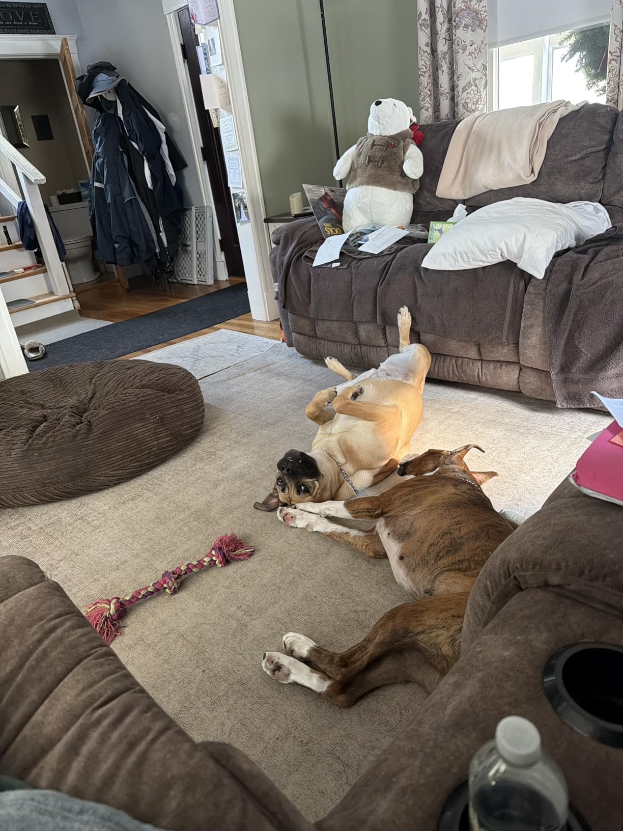 Shark NV752 Rotator Powered Lift-Away TruePet Upright Vacuum with HEPA Filter, Large Dust Cup Capacity, LED Headlights, Upholstery Tool, Perfect Pet Power Brush & Crevice Tool, Bordeaux customer photo 2