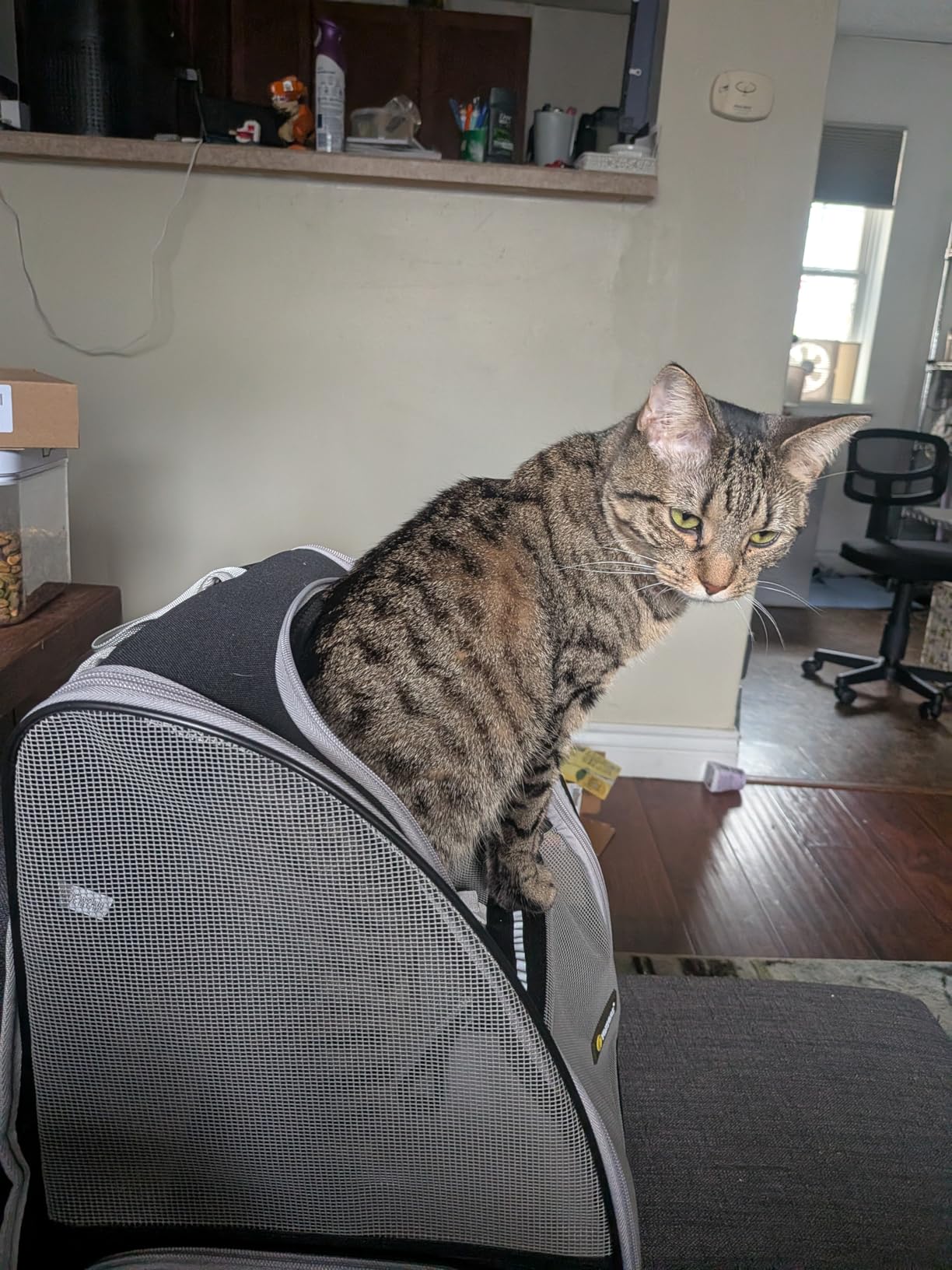 Texsens Innovative Traveler Bubble Backpack Pet Carriers for Cats and Dogs (Black) customer photo 2