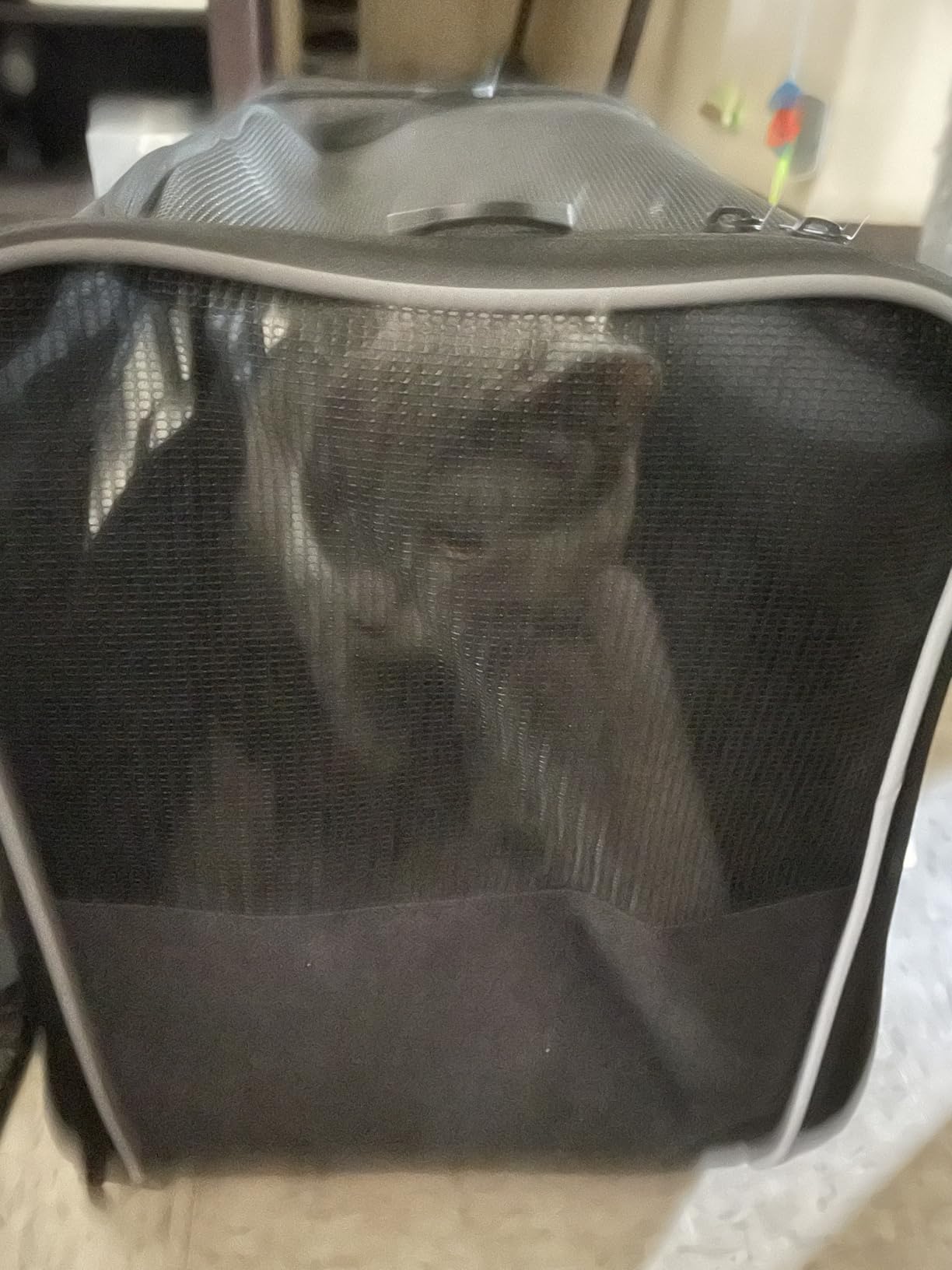 Morpilot Cat Carrier - Cat Carrier Soft for Medium or Large Cats up to 20lbs, with Dual-Sided Cushion, Secure Buckle and Foldable Bowl, Dog Carriers for Small Dogs - Pet Carrier (Dark Gray) customer photo 1