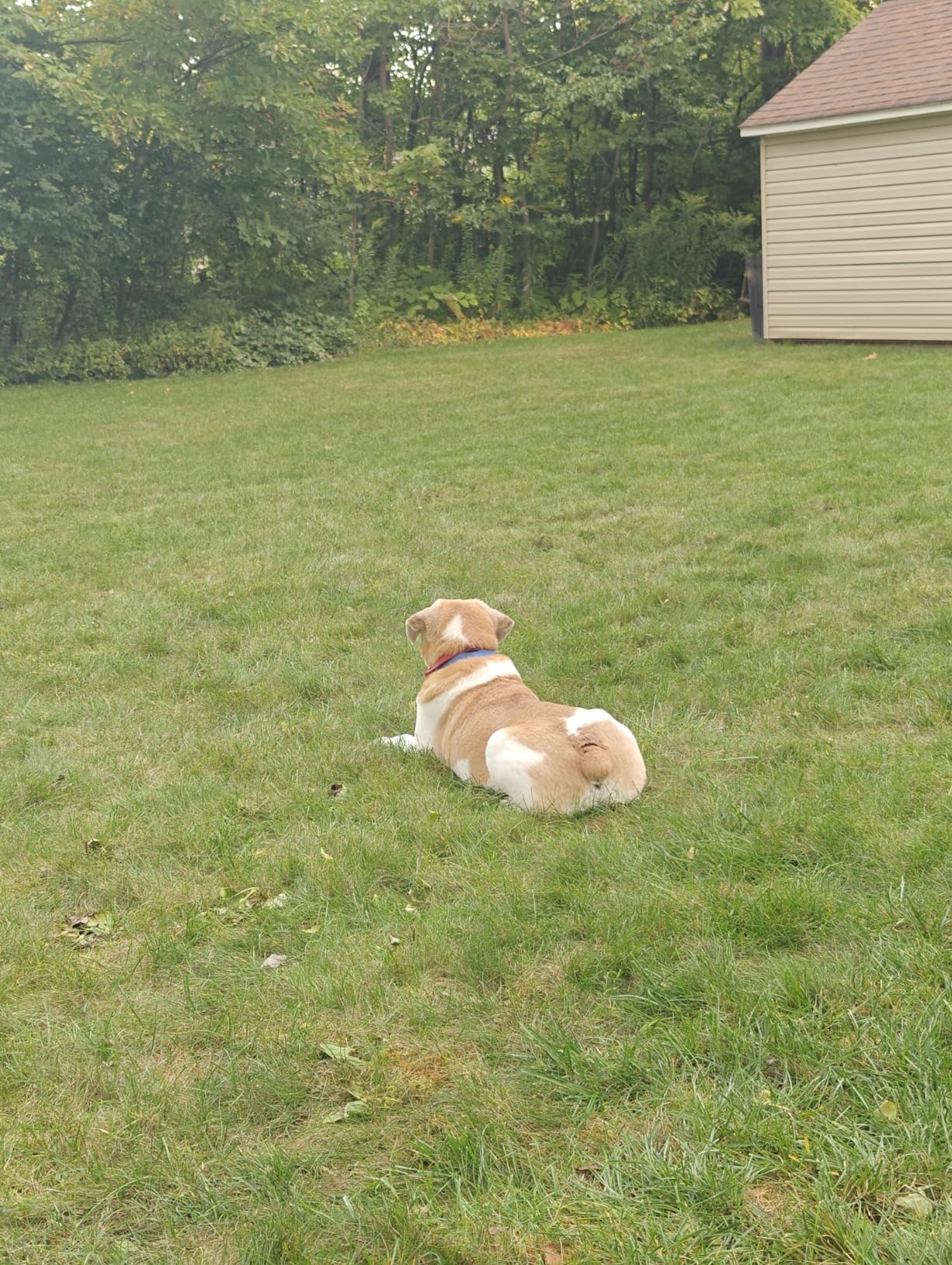 PetSafe Stay & Play Wireless Pet Fence for Stubborn Dogs - No Wire Circular Boundary, Secure 3/4-Acre Yard customer photo 2