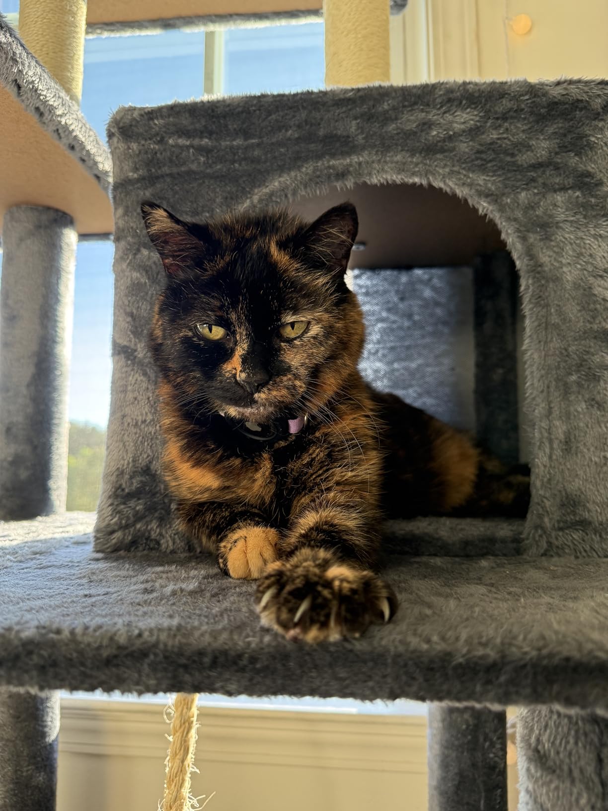 Yaheetech Large Multi-Level Cat Tree, 63 Inches Tall with Sisal-Covered Scratching Posts, Condo, Hammock, Dangling Ball, and Extended Platform for Cats to Play and Sleep customer photo 2