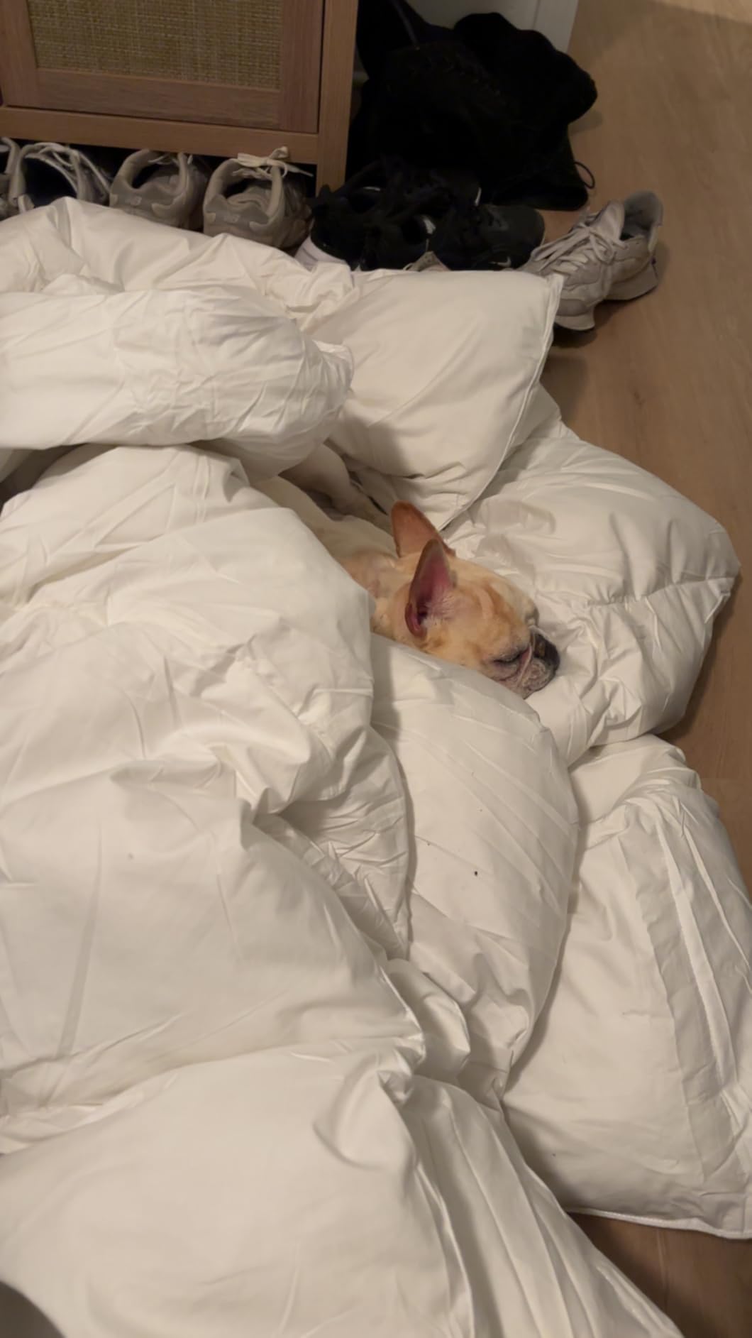 Serta Goose Feather Down Fiber Cotton Comforter King Size - 100% Cotton Duvet Insert - Hotel Luxury Hypoallergenic Bedding Comforter Light Warmth 106 x 90 Inch White customer photo 2