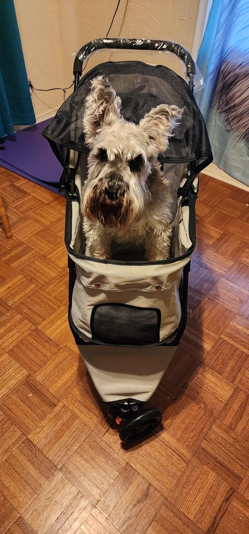 Carlson Pet Products Stroller, Includes 360 Degree Front Wheel Swivel, Rear Wheel Breaks, Reflective Trim, Mesh Panels, Umbrella and Mesh Canopy, Khaki customer photo 1
