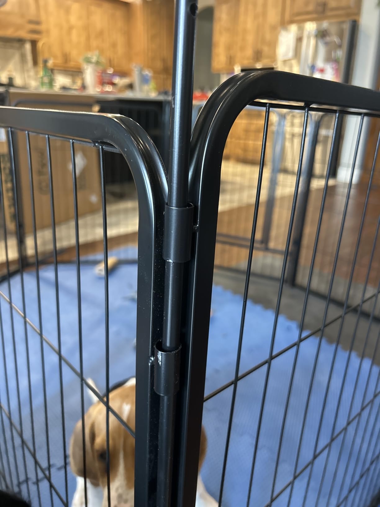 FXW Rollick Unleashed Dog Playpen for Indoor, Yard, RV Camping, 40 inch 8 Panels for Medium and Large Dogs, Black│Patented customer photo 2