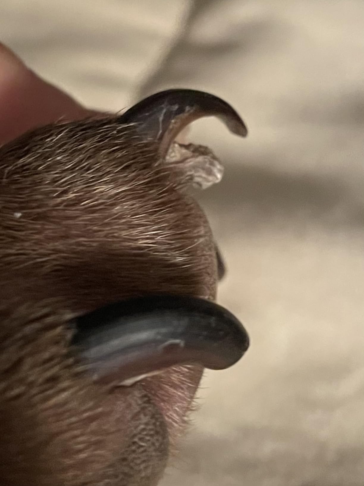 Casfuy 6-Speed Dog Nail Grinder - Newest Enhanced Pet Nail Grinder Super Quiet Rechargeable Electric Dog Nail Trimmer Painless Paws Grooming & Smoothing Tool for Large Medium Small Dogs (Blue) customer photo 1