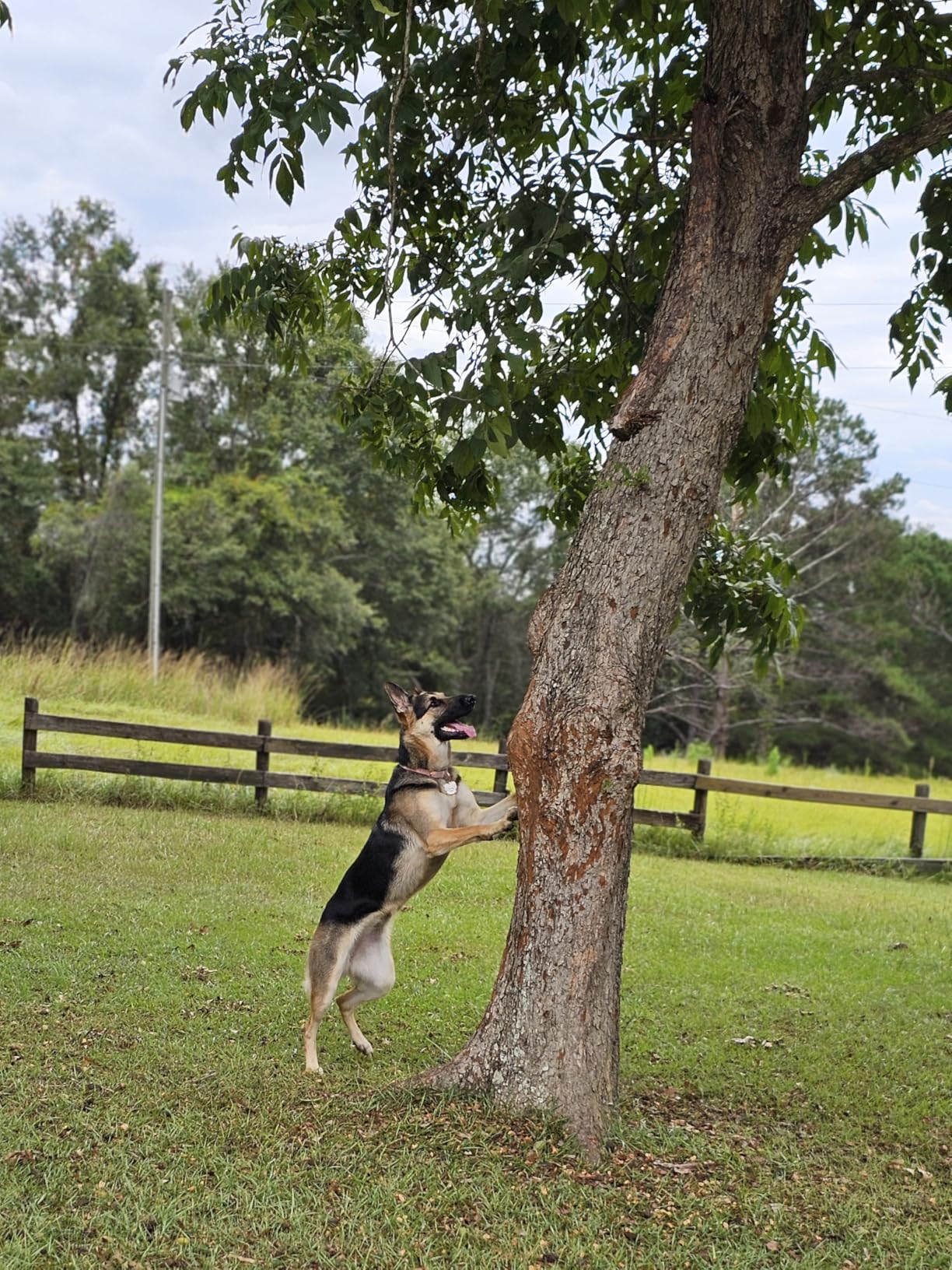 SpotOn GPS Wireless Dog Fence Collar - Accurate & Reliable, Unlimited Fences, Extended Battery Life, No Subscription customer photo 2