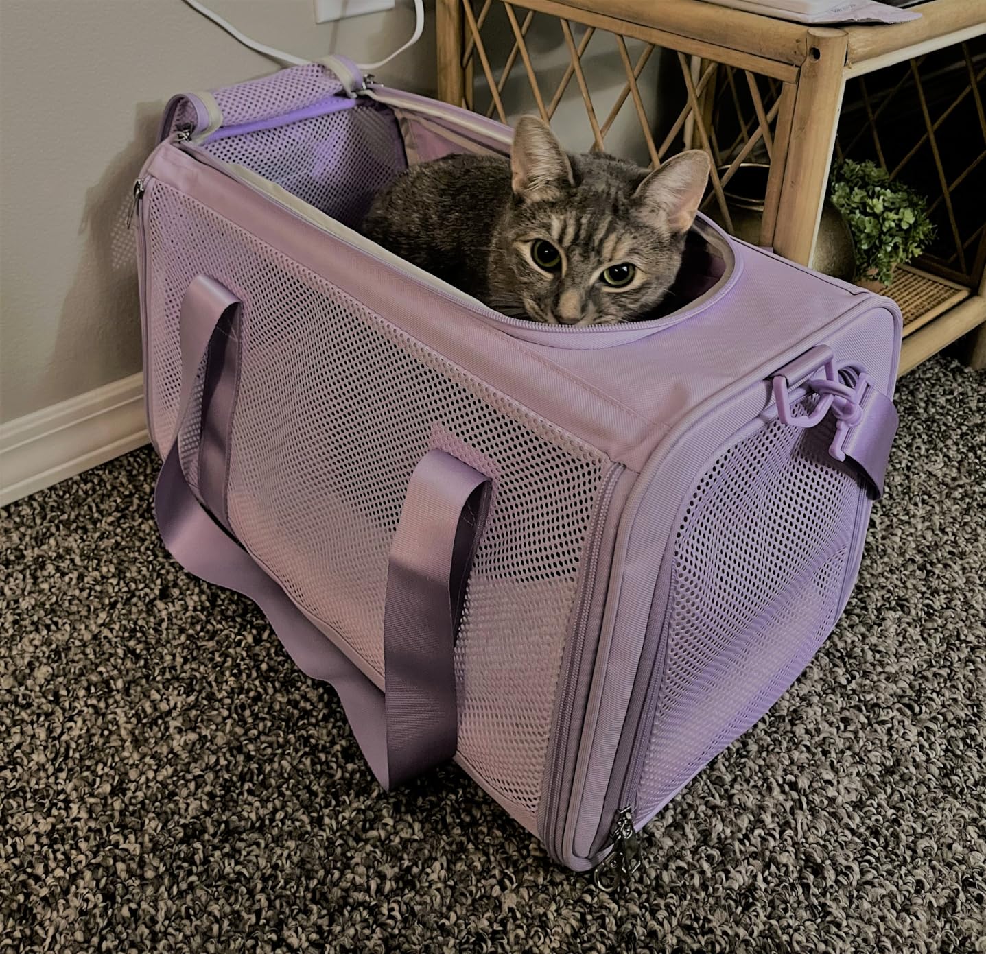 PETSFIT Soft-Sided Cat Carrier with Patented Safety Buckles, Lockable Zippers & Safety Tether,Escape-Resistant Travel Pet Carrier for Car Rides & Vet Visits, Airline Approved Under-Seat, Up to 12 lbs customer photo 1