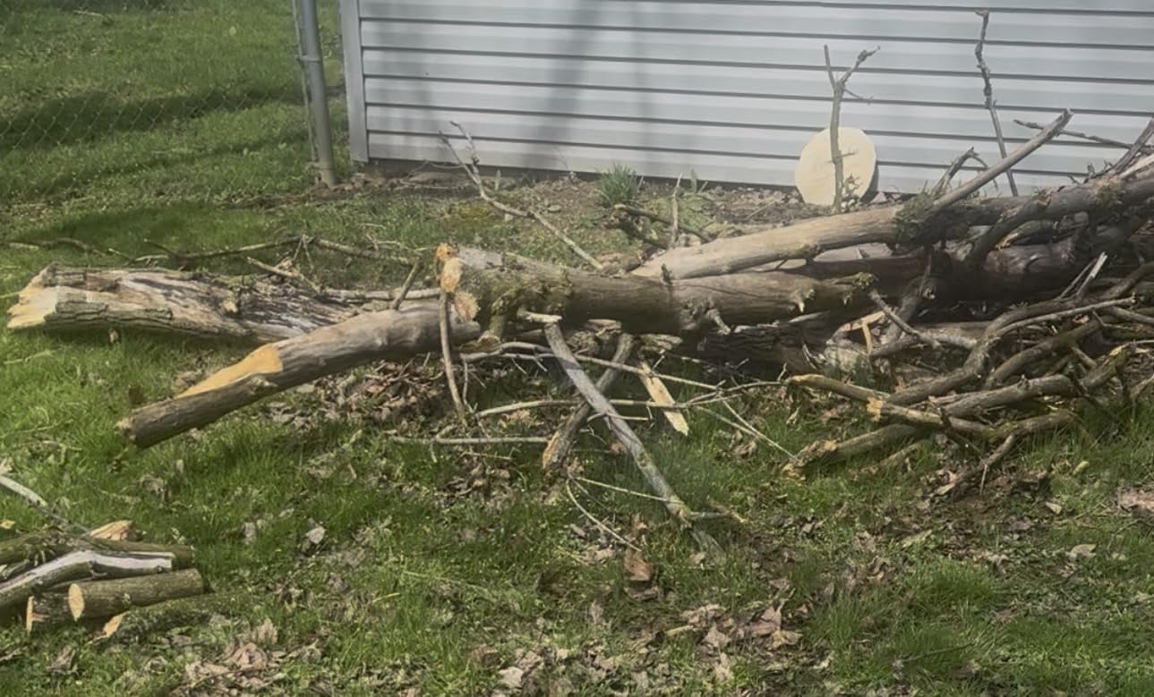 Mini Chainsaw Cordless, 8 Inch & 6 Inch Electric Chainsaw Battery Powered, 1000W Brushless Handheld Power Chain Saw with 2 Batteries, Small Tree Saw for Branch Trimming Wood Cutting customer photo 1
