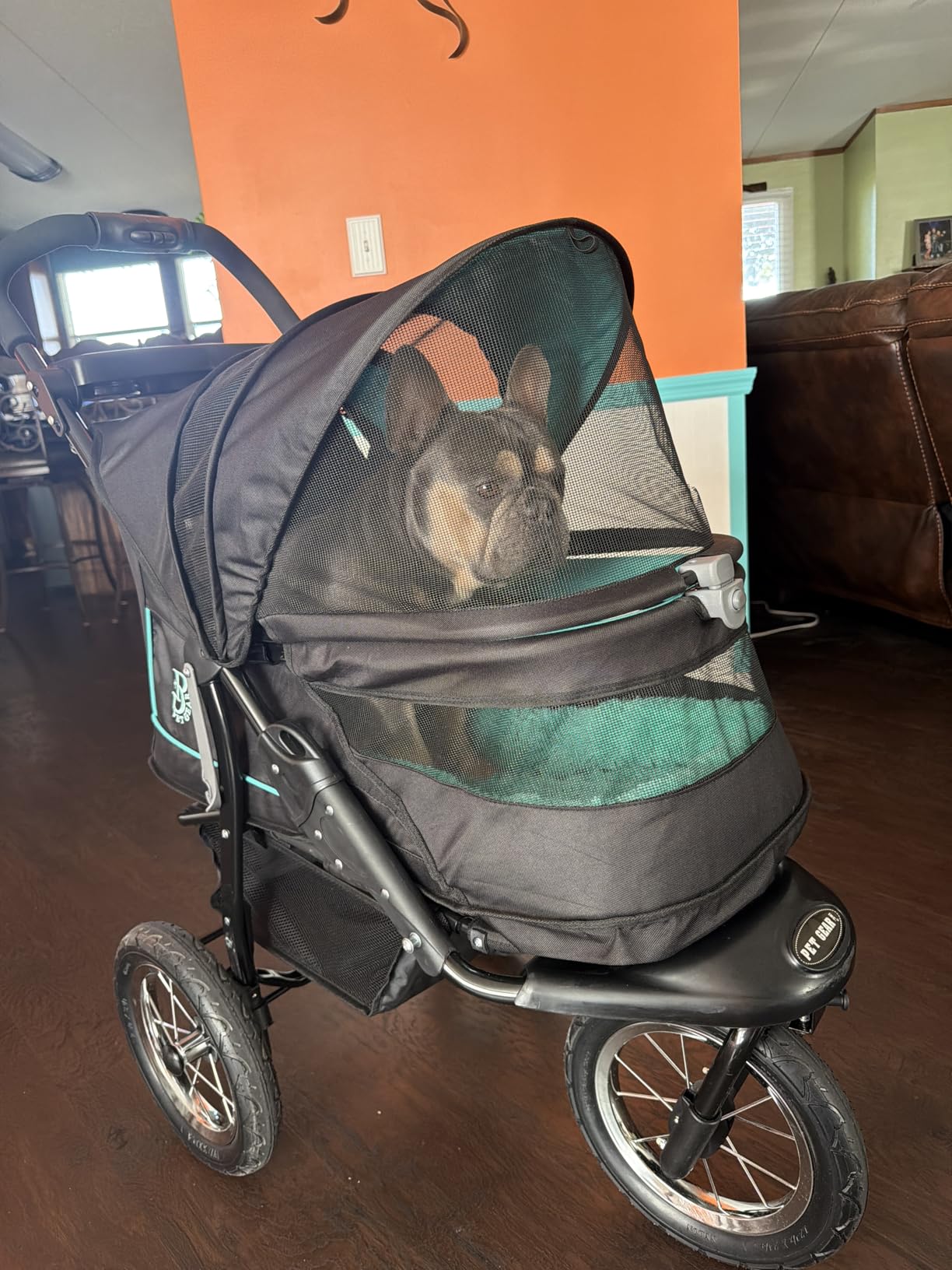 Pet Gear No-Zip NV Pet Stroller for Cats/Dogs, Zipperless Entry, Easy One-Hand Fold, Gel-Filled Tires, Plush Pad + Weather Cover Included, Caribbean Blue customer photo 2