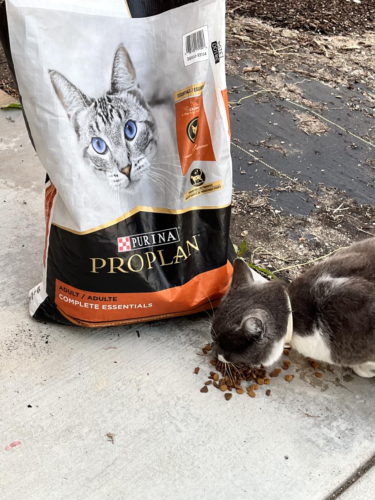 Purina Pro Plan High Protein Cat Food With Probiotics for Cats, Chicken and Rice Formula - 16 lb. Bag customer photo 1