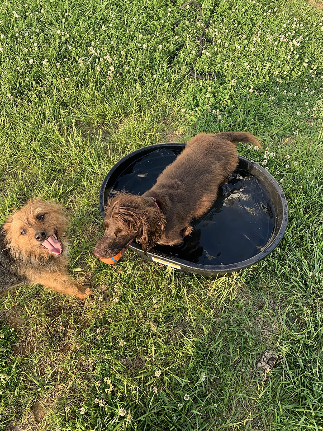 Little Giant Poly Oval Stock Tank | Water Trough | Plastic Pond Tub | Heavy Duty Feeding & Watering Trough for Livestock | 40 Gallons customer photo 1