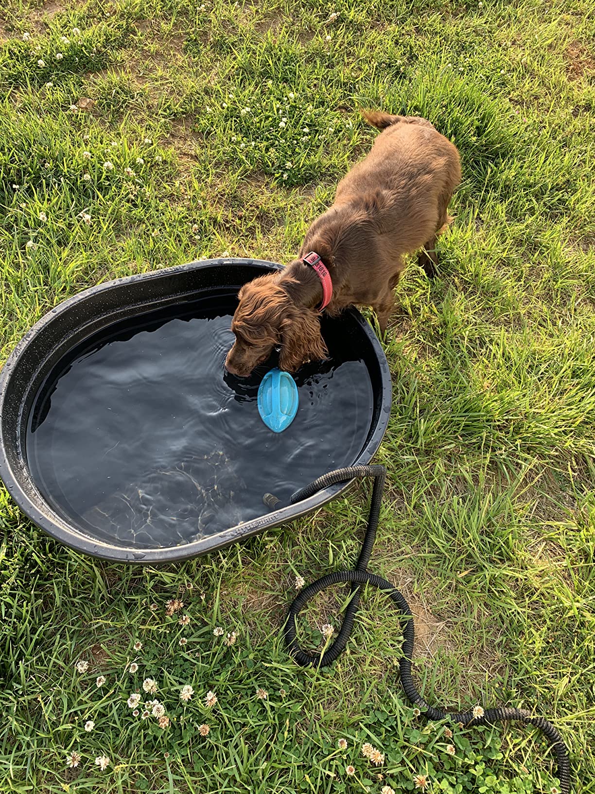 Little Giant Poly Oval Stock Tank | Water Trough | Plastic Pond Tub | Heavy Duty Feeding & Watering Trough for Livestock | 40 Gallons customer photo 2