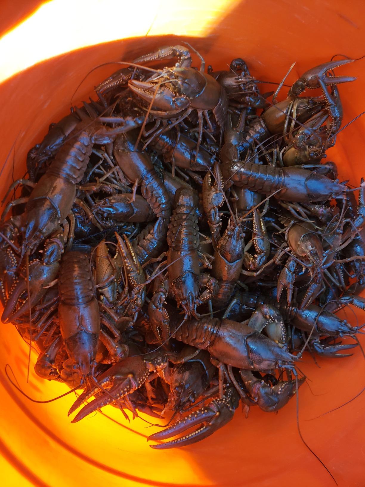 Frabill Torpedo Crawfish Trap | Heavy-Duty Steel Mesh customer photo 2