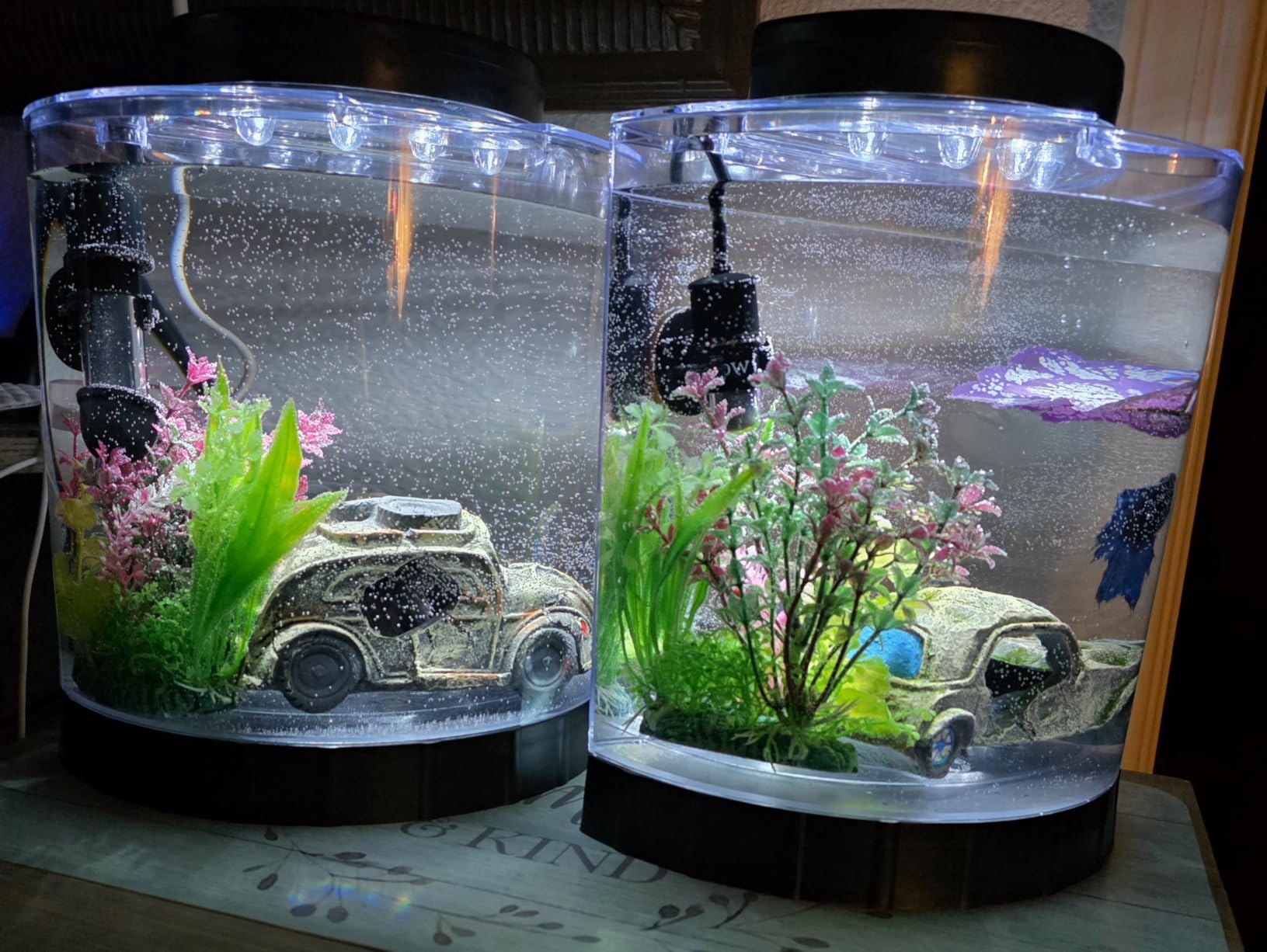 Tetra LED Half Moon Aquarium Kit, 1.1 Gallons, Small, Clear Plastic Fish Tank With Curved Front, Easy Feeding And Movable, Energy-Efficient LEDs Ideal For Bettas Great As Desk Aquarium customer photo 1