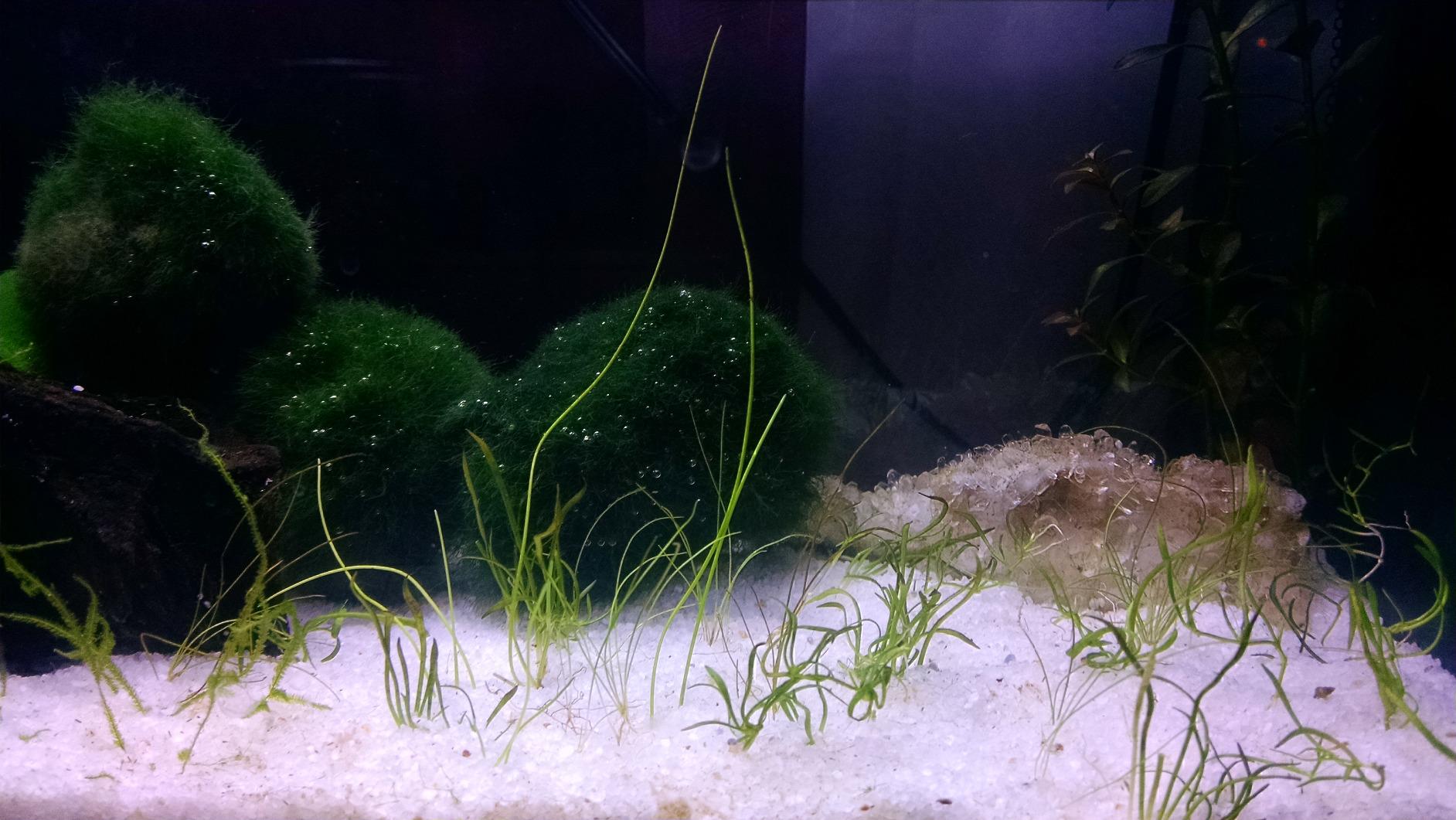 Fluval SPEC Freshwater Aquarium Kit, Aquarium with LED Lighting and 3-Stage Filtration, 2.6 Gallon, Black customer photo 1