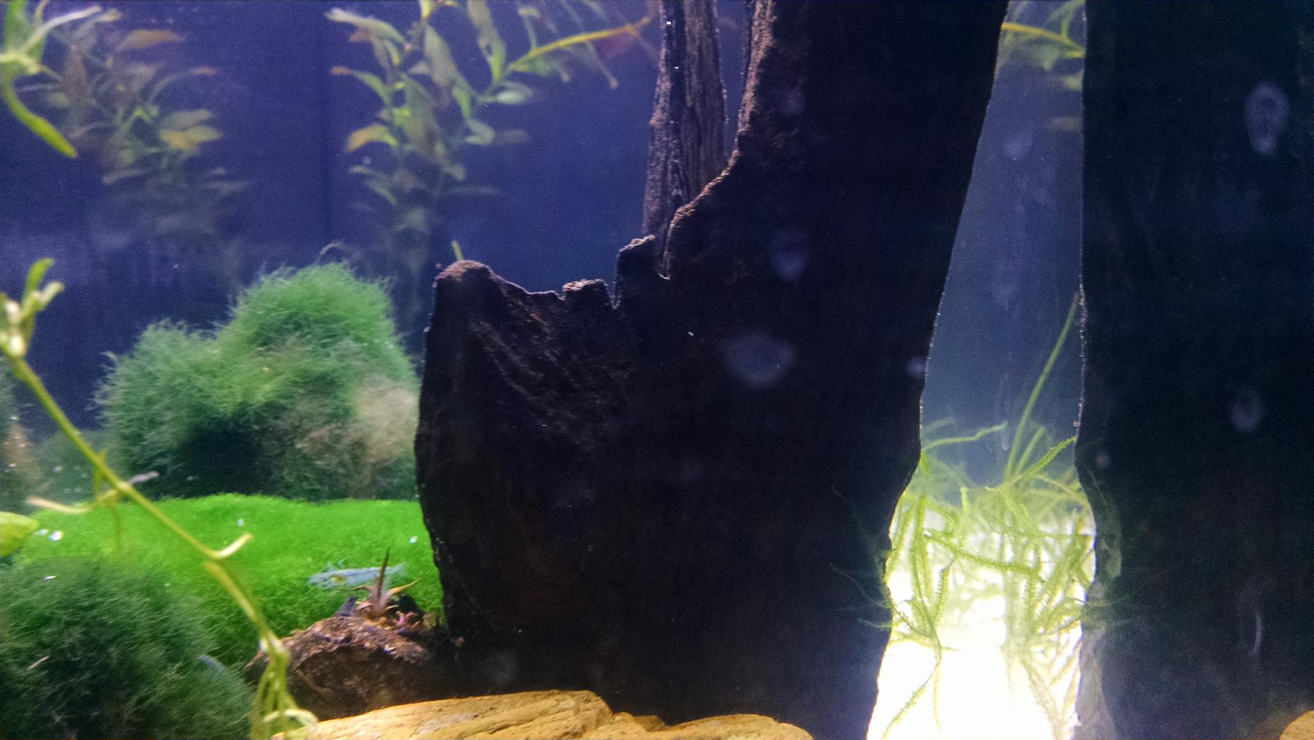 Fluval SPEC Freshwater Aquarium Kit, Aquarium with LED Lighting and 3-Stage Filtration, 2.6 Gallon, Black customer photo 2