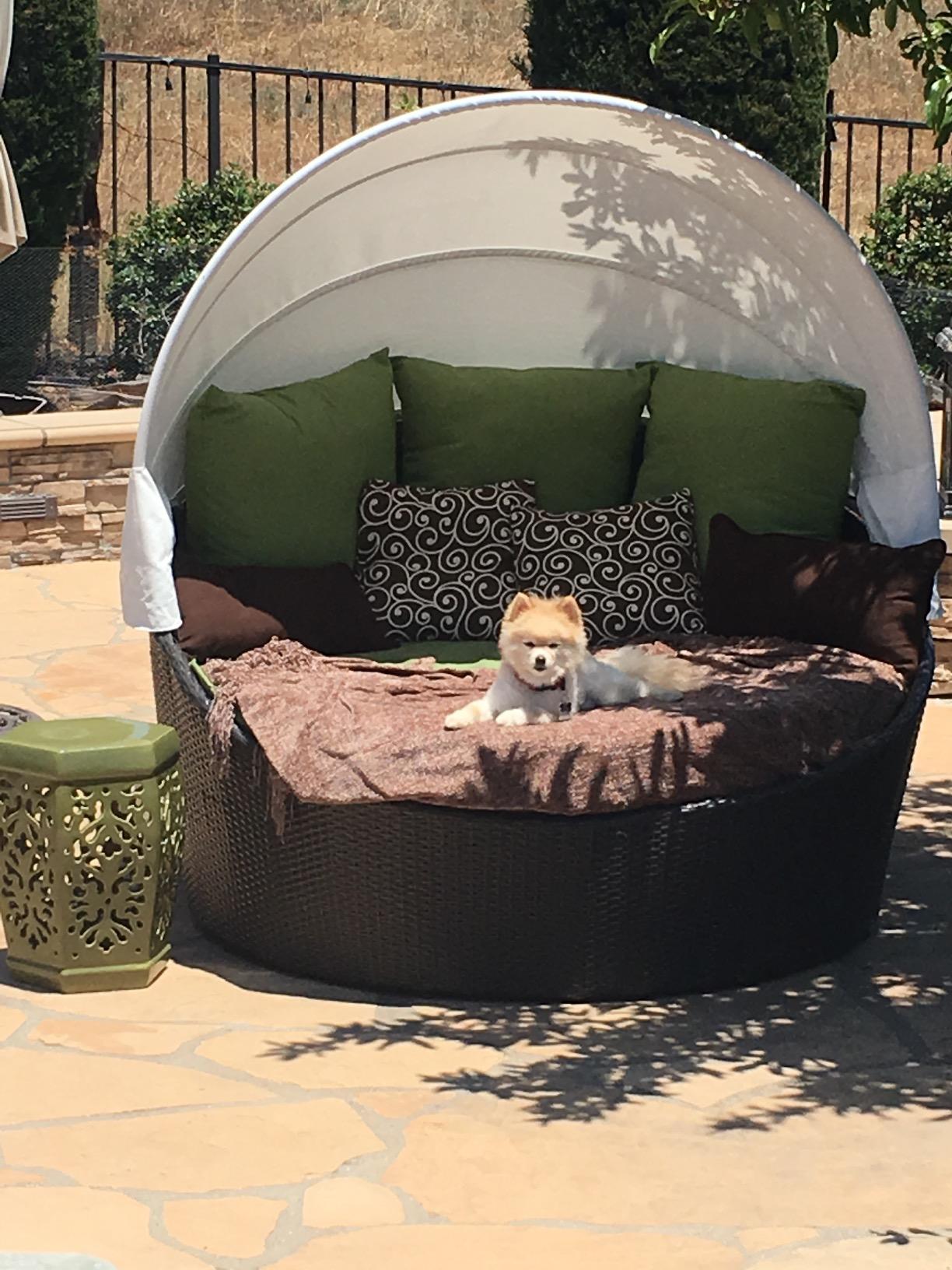 Modway Siesta Wicker Rattan Outdoor Patio Canopy Daybed in Espresso Peridot customer photo 2