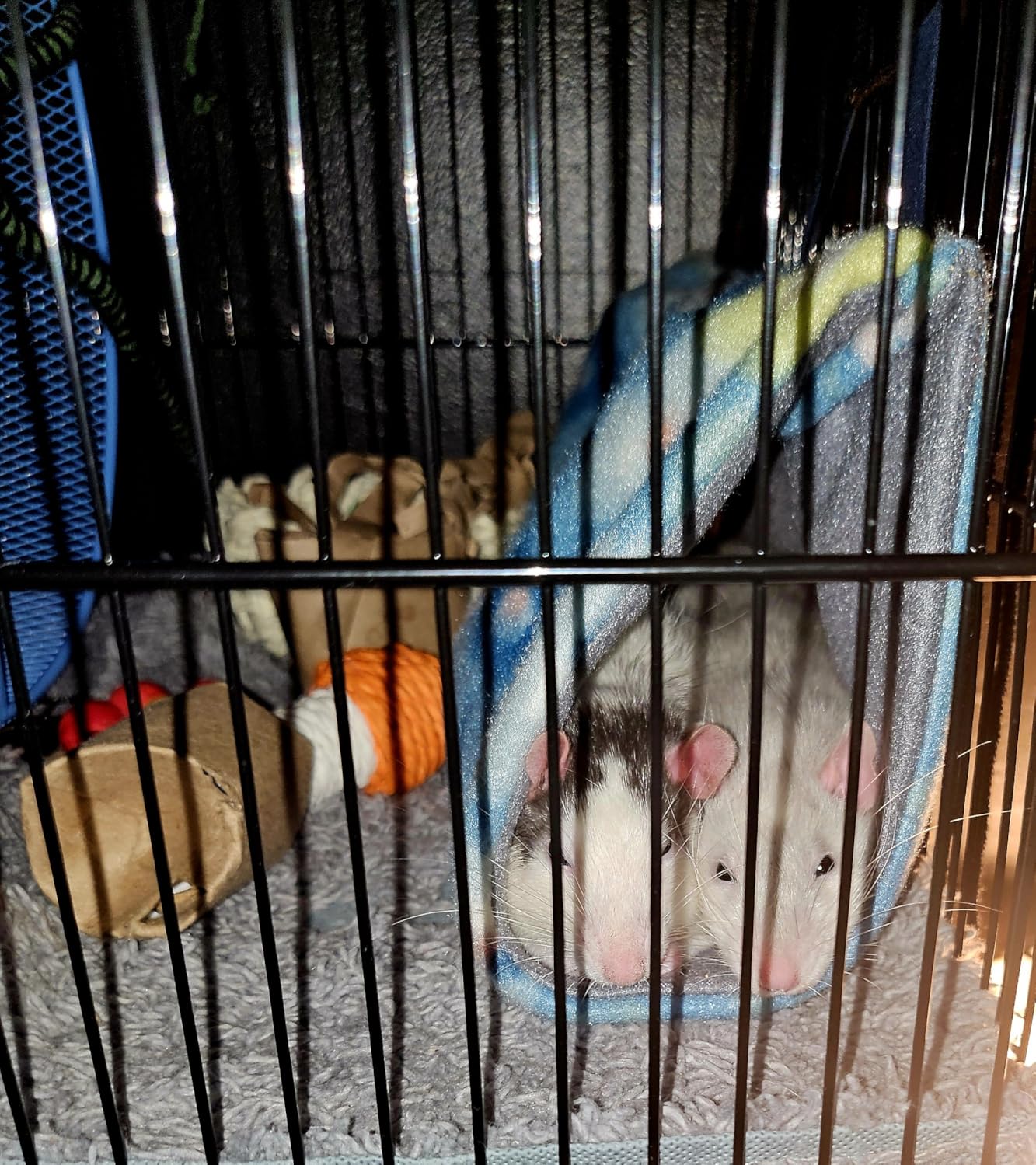 3-Levels Easy Portable Collapsible Ferret Chinchilla Sugar Glider Rats Mouse Animal Critter Bite-Proof Metal Carrier Travel Cage with Narrow 3/8-Inch Bar Spacing Easy to Setup No Tools Needed customer photo 1