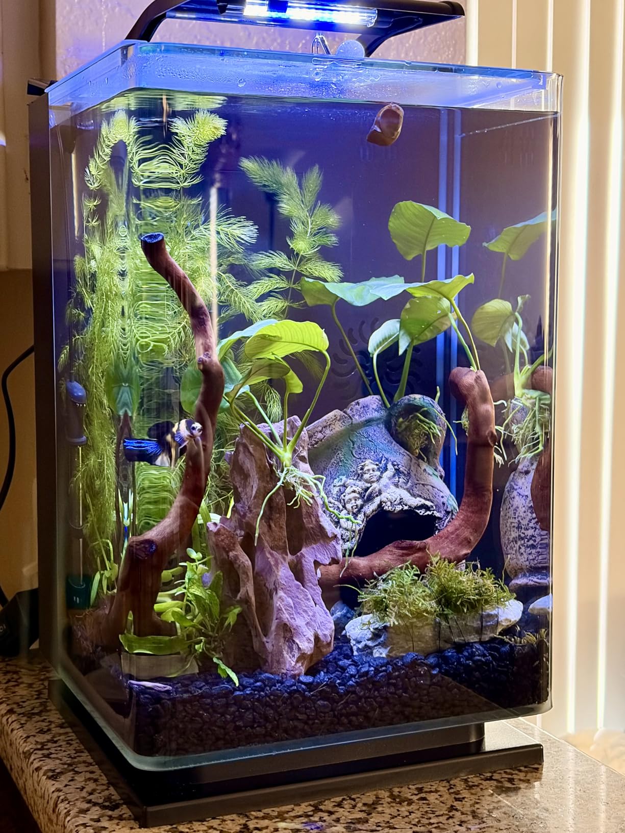 Marineland Portrait Glass LED Aquarium Kit, 5 Gallons, Hidden Filtration,Black customer photo 1