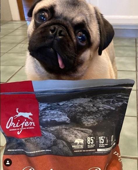 ORIJEN Grain Free High Protein Dry Dog Food Original Recipe 4.5lb Bag customer photo 2