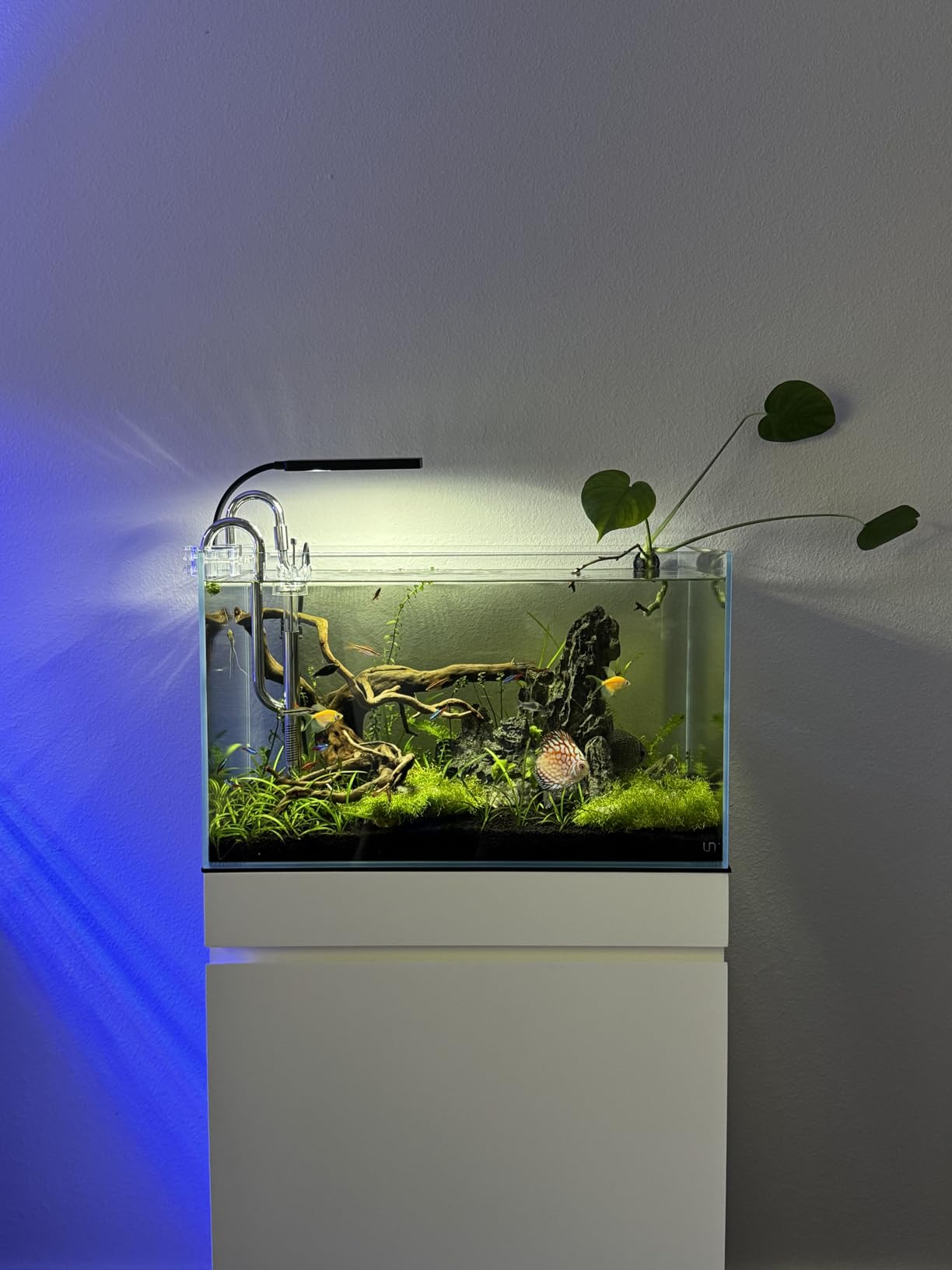 Ultum Nature Systems Ultra Clear Rimless Nano Aquarium - Low Iron Glass Fish Tank with 45° Mitered Edges, 5mm-12mm Thick, Leveling Mat Included (5N, 5 Gallon) customer photo 1
