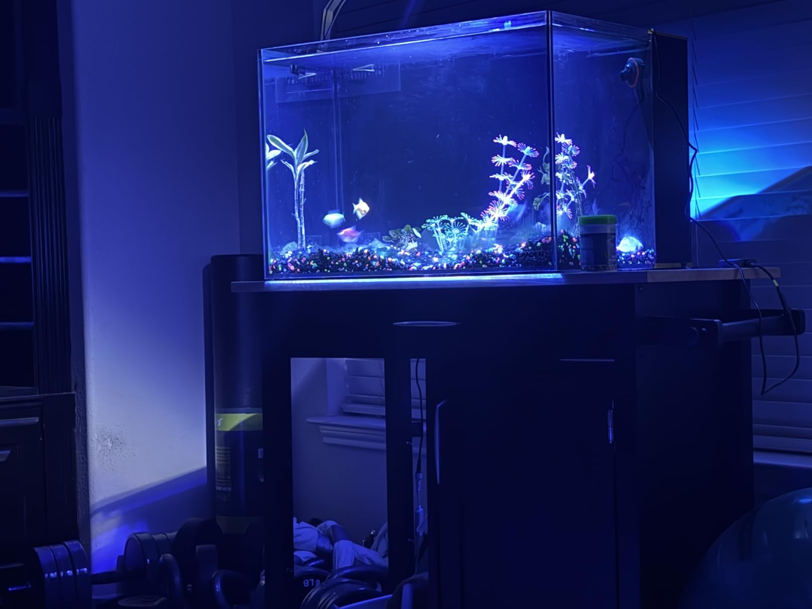 Landen 45P 15 Gallon Ultra Clear All Glass Rimless Low Iron Aquarium Tank with Rear Filtration Chamber(Return Pump Included)for Salt and Fresh Water.17.7''Wx17.7''Dx15.8''H in(45x45x40cm)6mm Thickness customer photo 1