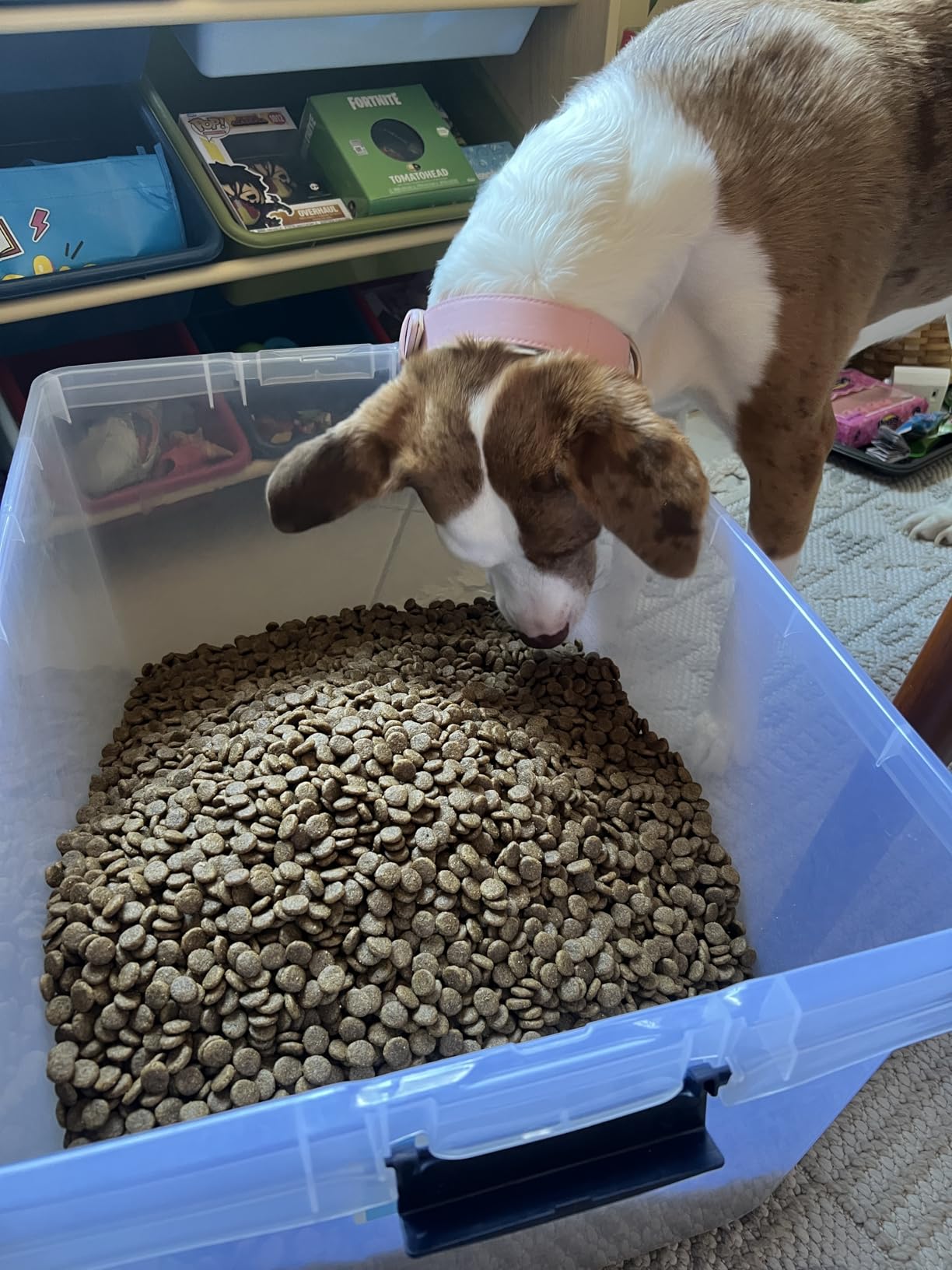 Diamond Naturals Skin & Coat Real Salmon and Potato Recipe Dry Dog Food, 30lb customer photo 1
