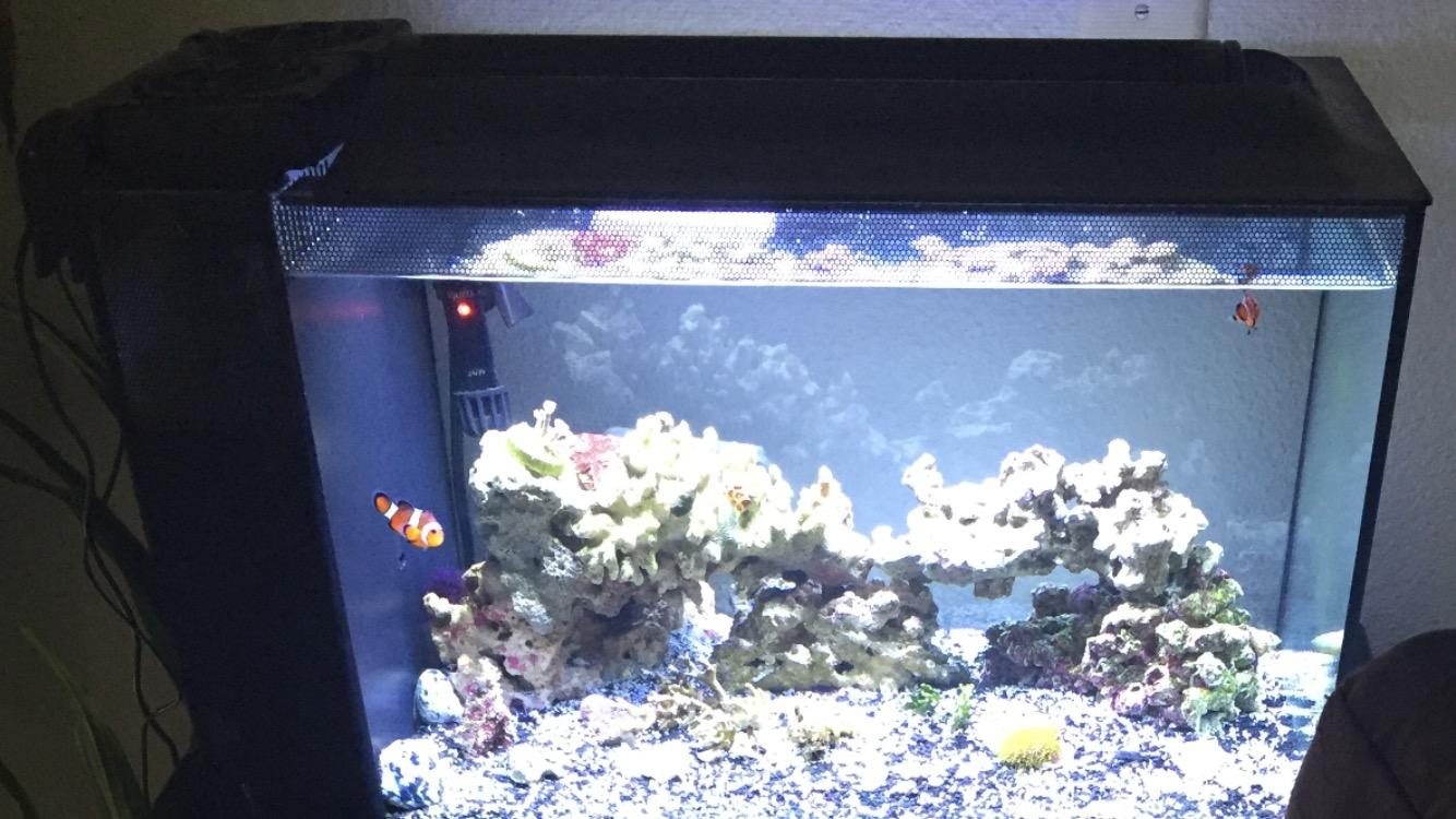 Aquarium Chillers Aquarium Fan Fish Tank Cooling Fan Marine 2 Fan customer photo 2