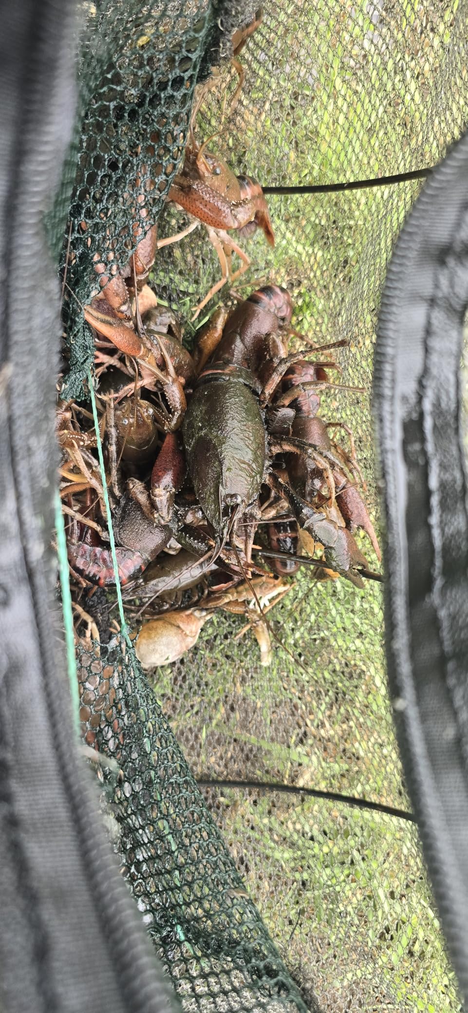 Fishing Bait Trap,2 Packs Crab Trap Minnow Trap Crawfish Trap Lobster Shrimp Collapsible Cast Net Fishing Nets Portable Folded Fishing Accessories,12.6X20.1inches customer photo 2