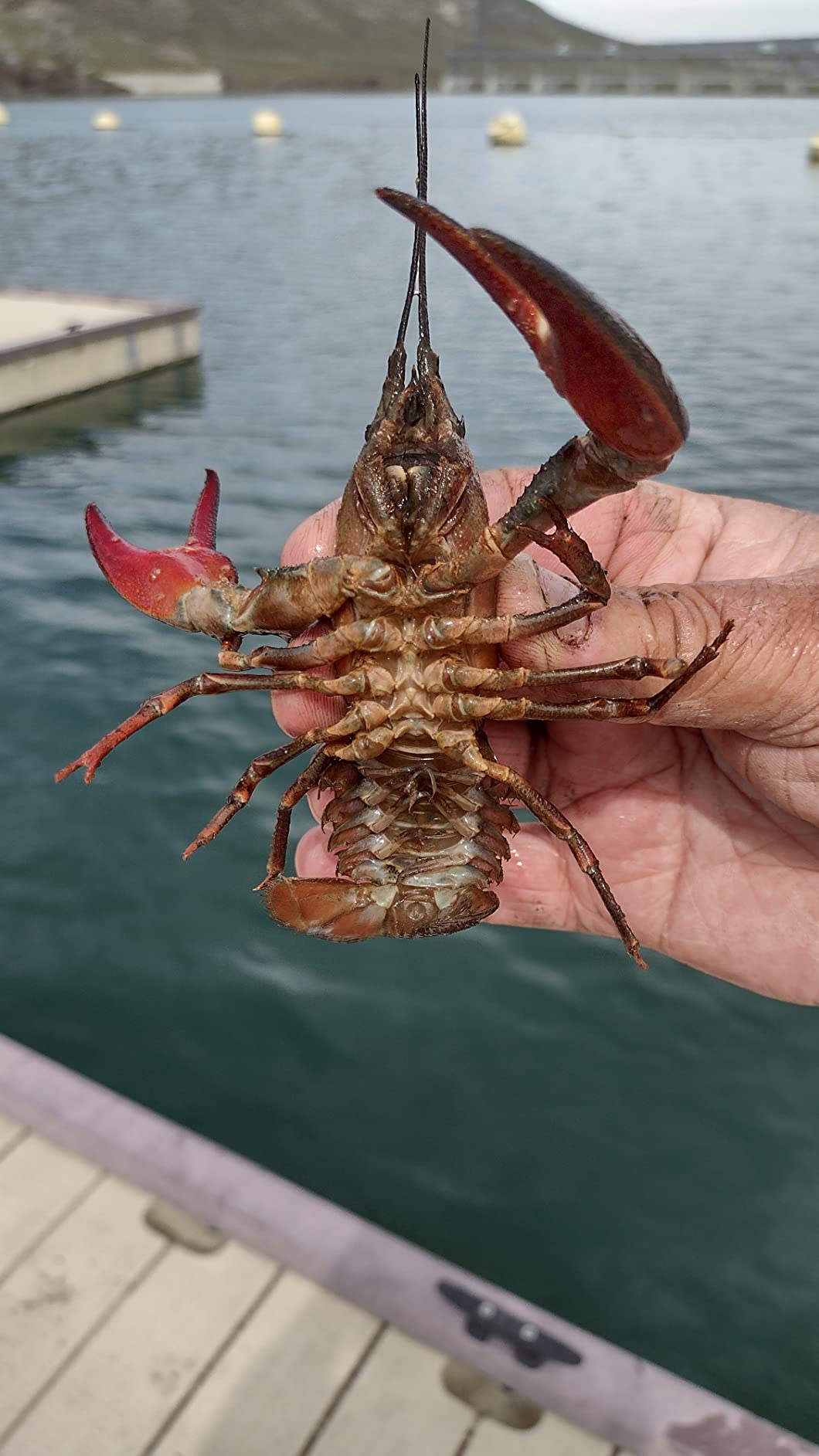 The Snake River Cylinder Crawfish Trap customer photo 2