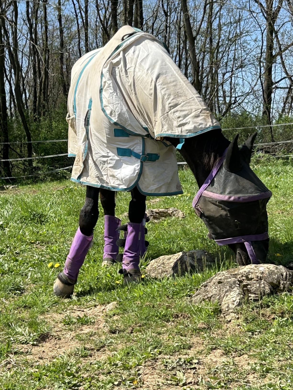 HILASON Horse Fly Sheet UV Protect Breathable Mesh Bug Mosquito Spring | Summer Horse Rug | Fly Rug customer photo 1