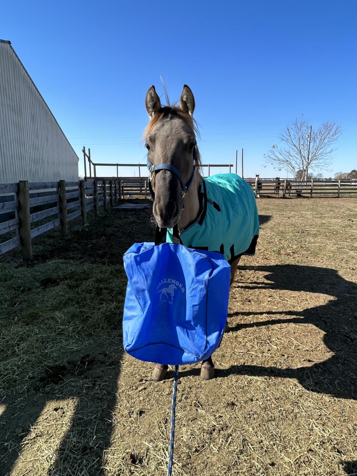 Challenger 1200D Turnout Waterproof Turnout Horse Winter Blanket Heavy 511 customer photo 2