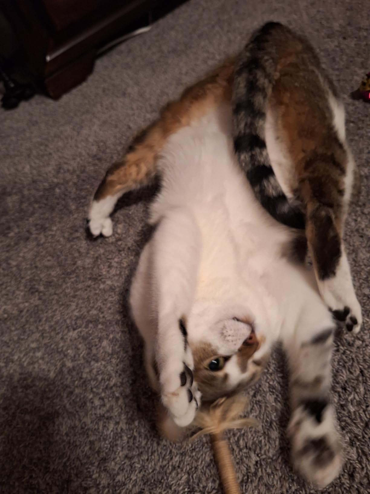 Purina Pro Plan Allergen Reducing, High Protein Cat Food, LIVECLEAR Chicken and Rice Formula customer photo 1