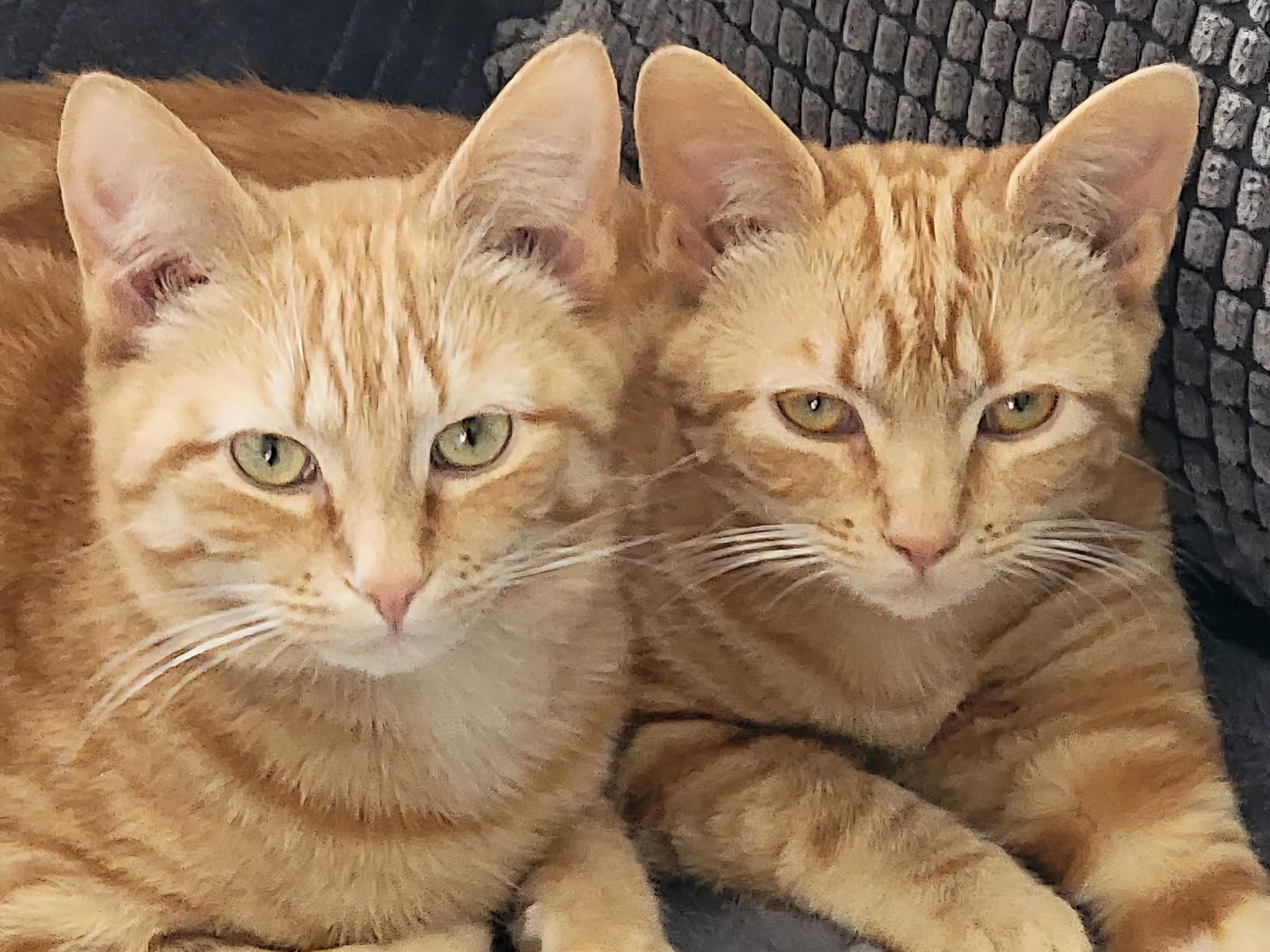 Purina Pro Plan Allergen Reducing, High Protein Cat Food, LIVECLEAR Chicken and Rice Formula customer photo 2