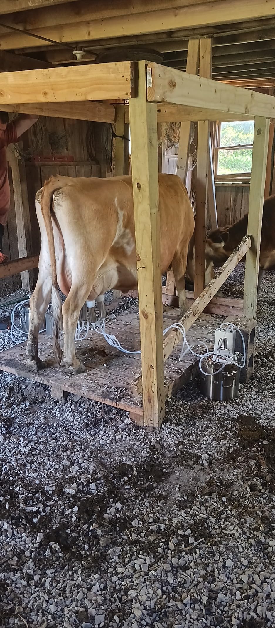 6L Rechargeable Goat Milking Machine, Portable Milker with Pulsation System, Adjustable Vacuum Pump, 304 Stainless Steel Bucket, Auto Stop Overflow Protection (Pro Model) customer photo 1